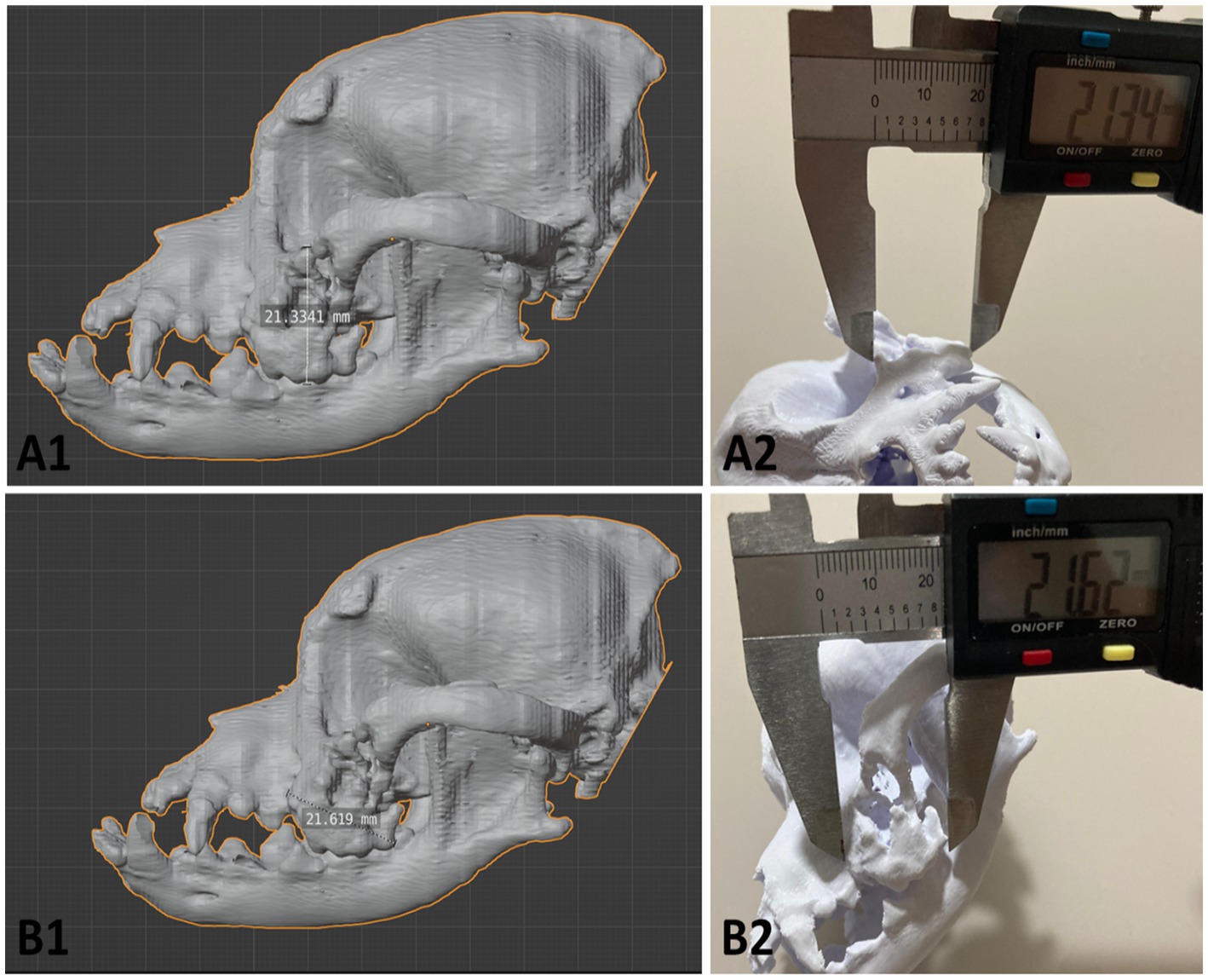 Four-panel image showing 3D skull models and actual skull measurements. A1 and B1 display 3D skull models with highlighted measurements of 21.3341 millimeters and 21.619 millimeters, respectively. A2 and B2 depict calipers measuring real skulls, showing readings of 21.74 millimeters and 21.62 millimeters.