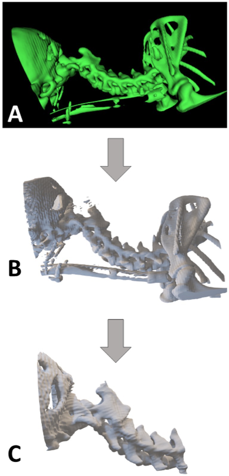 Three-step visual sequence illustrating the 3D printing workflow of a phantom. Panel A shows a CT scan rendering in InVesalius with anatomical structures in grayscale. Panel B displays a 3D model refinement in Blender, focusing on a selected region. Panel C presents the finalized model prepared for printing in Ultimaker Cura software.