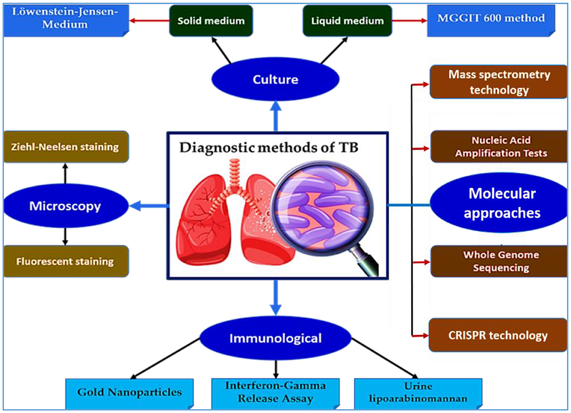 Flowchart illustrating diagnostic methods of tuberculosis (TB). Central image of lungs under a magnifying glass. Three main branches: Culture (solid/liquid medium and MGIT 600 method), Microscopy (Ziehl-Neelsen and fluorescent staining), Molecular approaches (mass spectrometry, nucleic acid tests, whole genome sequencing, CRISPR technology). Immunological methods include gold nanoparticles, interferon-gamma release assay, and urine lipoarabinomannan.