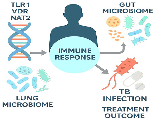 Diagram illustrating the relationship between TLR1, VDR, NAT2, lung microbiome, and gut microbiome influencing immune response, which impacts TB infection and treatment outcomes. Arrows show interactions among these elements.