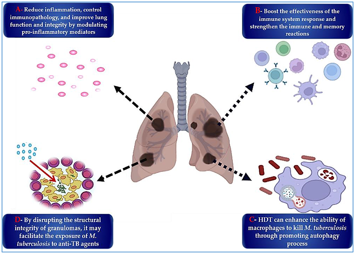 Illustration of a pair of lungs with black spots, surrounded by four panels. Panel A: Pink cells with text on reducing inflammation and improving lung integrity. Panel B: Depicts various immune cells, discussing boosting immune response. Panel C: Shows a macrophage with red bacteria, highlighting macrophage ability to kill M. tuberculosis through autophagy. Panel D: Illustrates granuloma disruption, mentioning exposure of M. tuberculosis to anti-TB agents. Each panel connects to the lungs, showing different therapeutic targets for tuberculosis treatment.