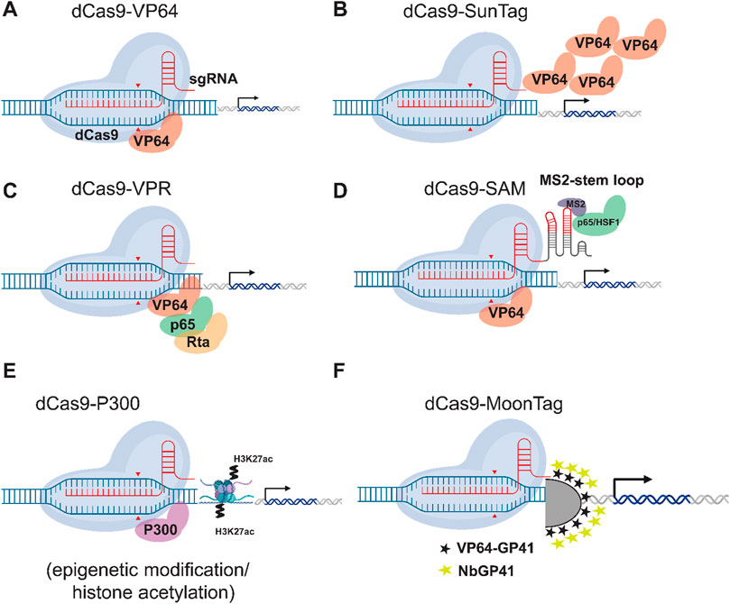Diagram illustrating six dCas9-based transcriptional activation systems. A) dCas9-VP64 with sgRNA. B) dCas9-SunTag with multiple VP64 proteins. C) dCas9-VPR combining VP64, p65, and Rta. D) dCas9-SAM with MS2-stem loops and additional proteins. E) dCas9-P300 for epigenetic modification via histone acetylation. F) dCas9-MoonTag with VP64-GP41 and NbGP41 components. Each panel shows how dCas9 is guided by sgRNA to a DNA sequence, indicating the different methods for enhancing gene transcription.
