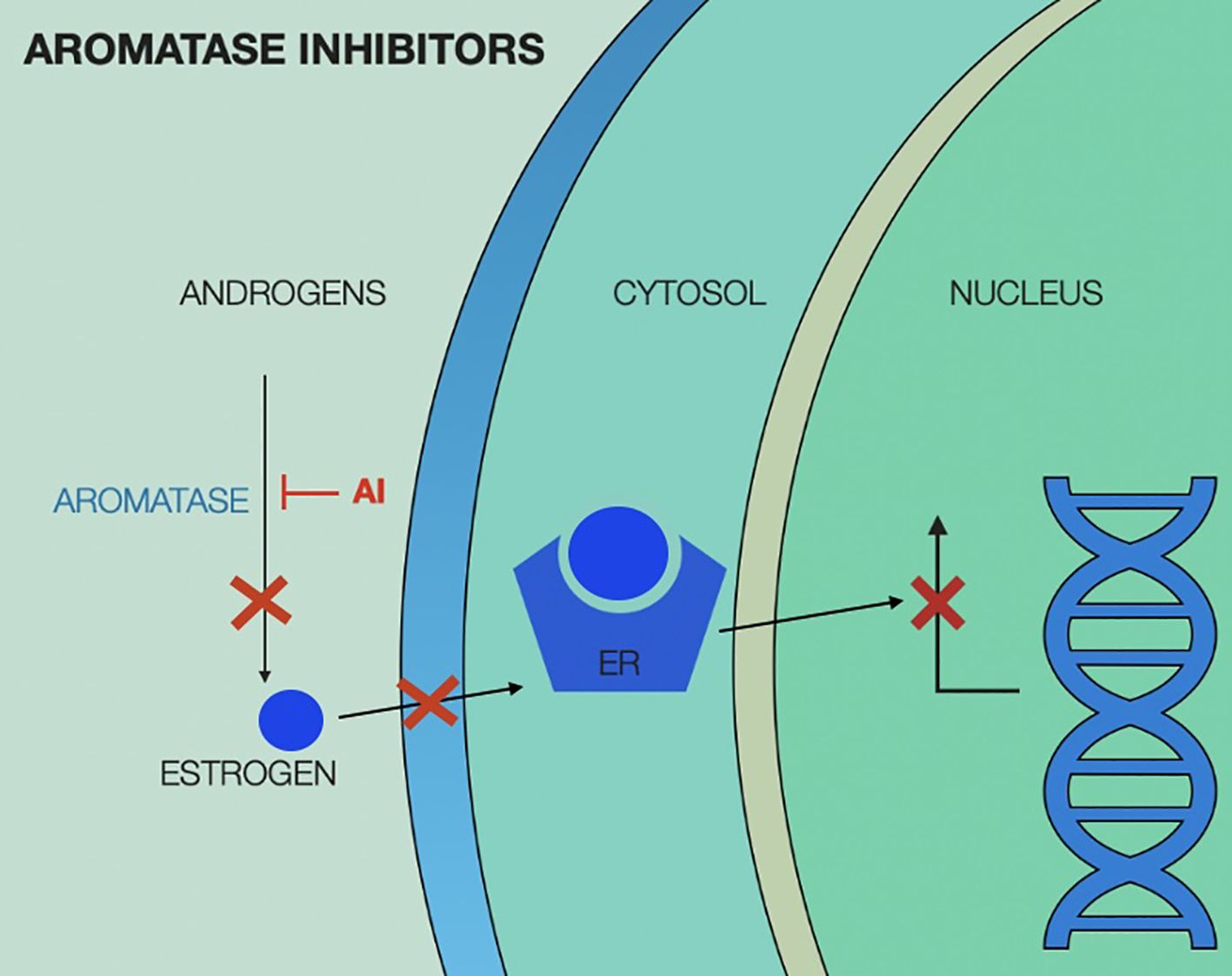 Diagram illustrating the action of aromatase inhibitors blocking the conversion of androgens to estrogen. This prevents estrogen from binding to estrogen receptors (ER) in the cytosol and further influencing the nucleus, depicted by crossed-out arrows.