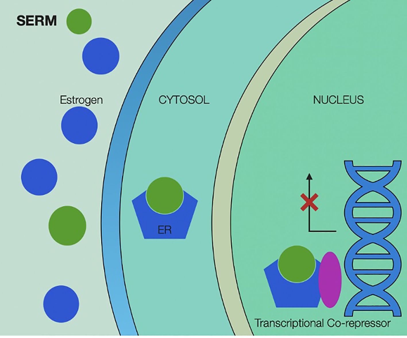 Diagram illustrating the role of Selective Estrogen Receptor Modulators (SERM) and estrogen in a cell. Estrogen and SERM molecules are shown interacting with Estrogen Receptor (ER) in the cytosol. In the nucleus, the ER complex is bound to DNA with a transcriptional co-repressor, preventing gene transcription.