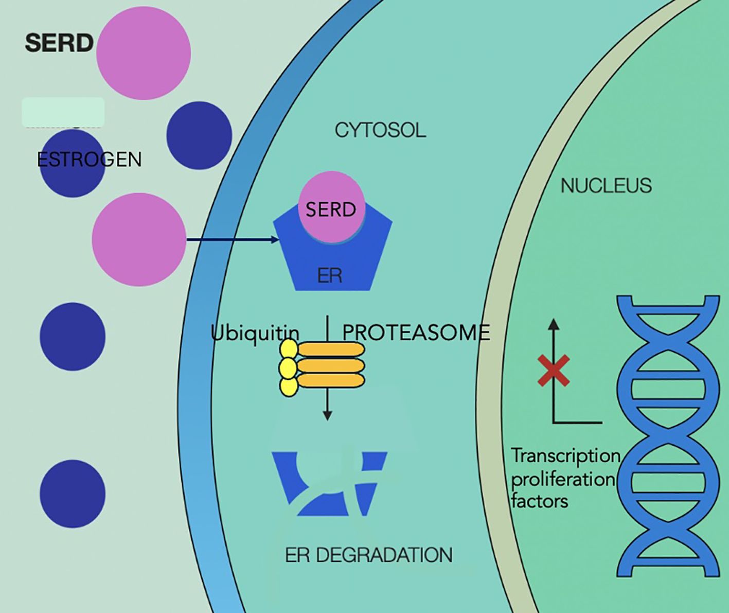 Diagram illustrating the process where selective estrogen receptor degraders (SERD) block estrogen receptors (ER) in a cell. SERD leads to ER degradation through ubiquitin and proteasome action in the cytosol, preventing transcription and proliferation factors in the nucleus.