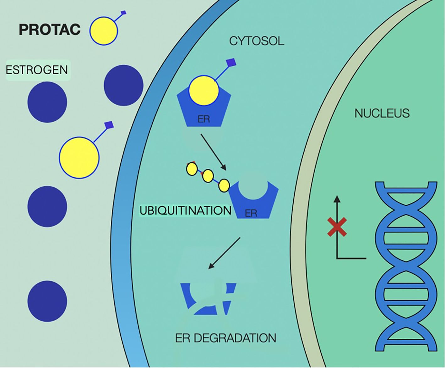 Diagram illustrating the process of PROTAC-mediated estrogen receptor (ER) degradation. Estrogen and PROTAC molecules bind to the ER in the cytosol, leading to ubiquitination and subsequent ER degradation. This prevents transcription in the nucleus, as indicated by the crossed-out arrow beside DNA.