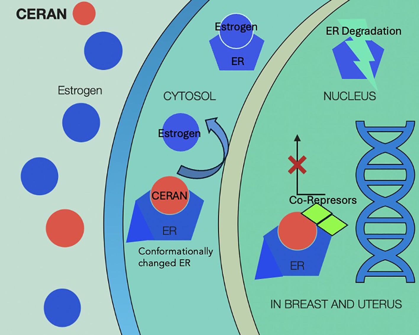 Illustration showing the interaction of CERAN and estrogen with estrogen receptors (ER) in a cell. Estrogen binds to ER in the cytosol, while CERAN causes a conformational change. CERAN-bound ER then enters the nucleus, recruits co-repressors, and leads to ER degradation. This process affects breast and uterus tissue.