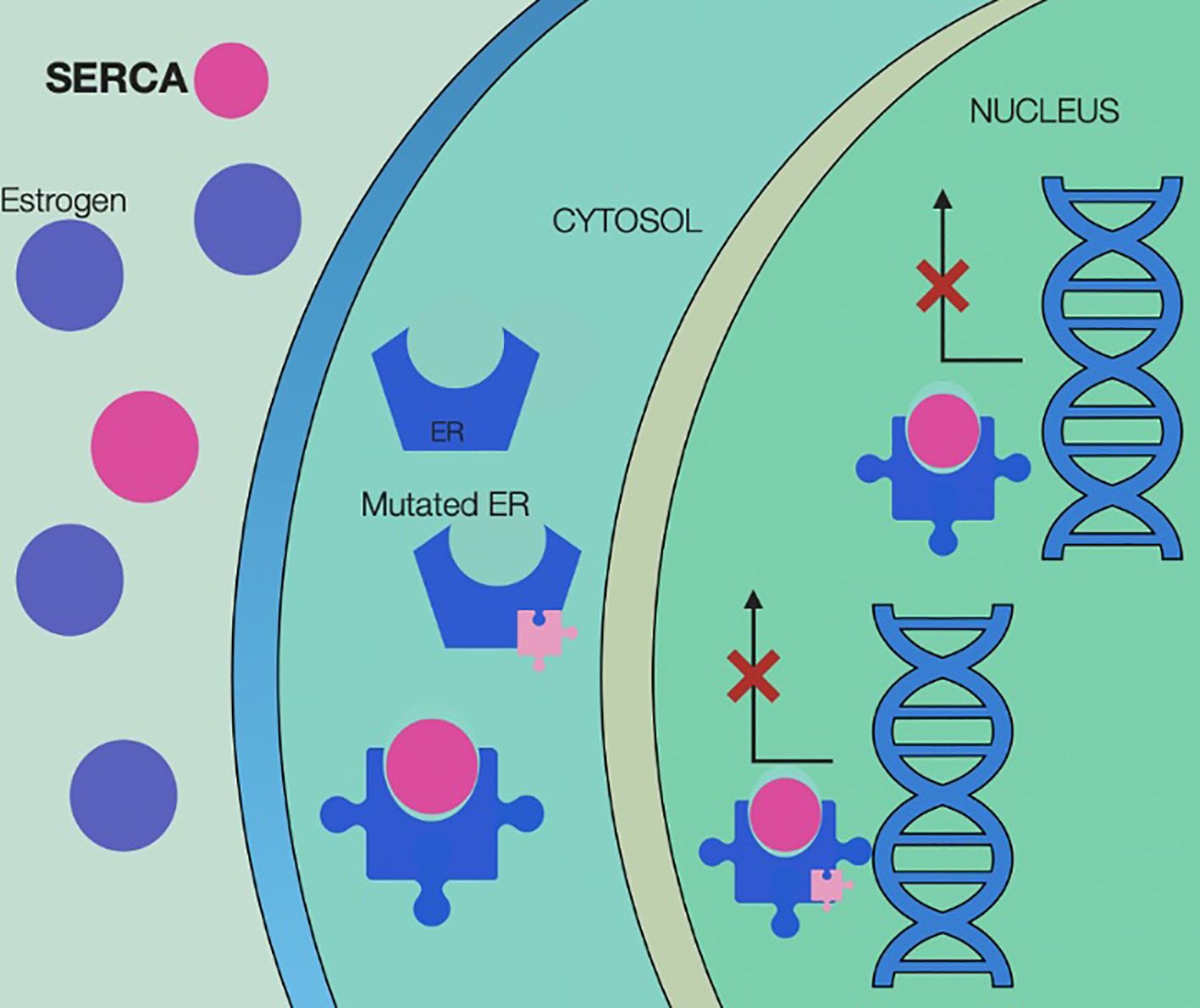 Diagram illustrating cellular processes involving estrogen and SERCA. Estrogen and SERCA are shown as circles outside the cell, with estrogen binding to ER and mutated ER receptors in the cytosol. Inside the nucleus, the binding influences DNA, indicated by arrows and red crosses affecting transcription.