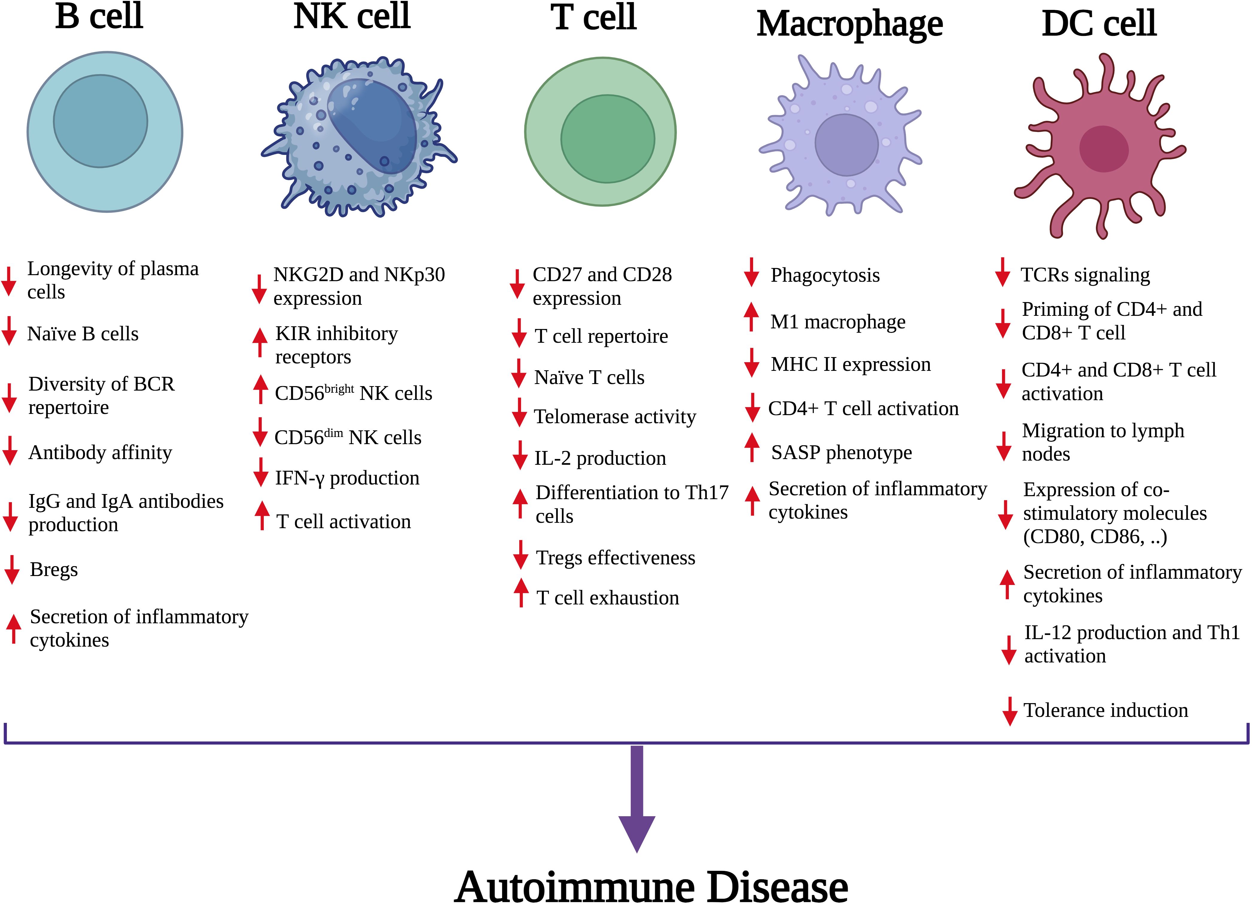 Illustration showing five immune cell types: B cells, NK cells, T cells, macrophages, and DC cells, each with up and down arrows next to various cellular functions. Changes in these functions—such as longevity, receptor expression, and cytokine production—are linked to autoimmune diseases, indicated by an arrow pointing to the text “Autoimmune Disease” below the cells.
