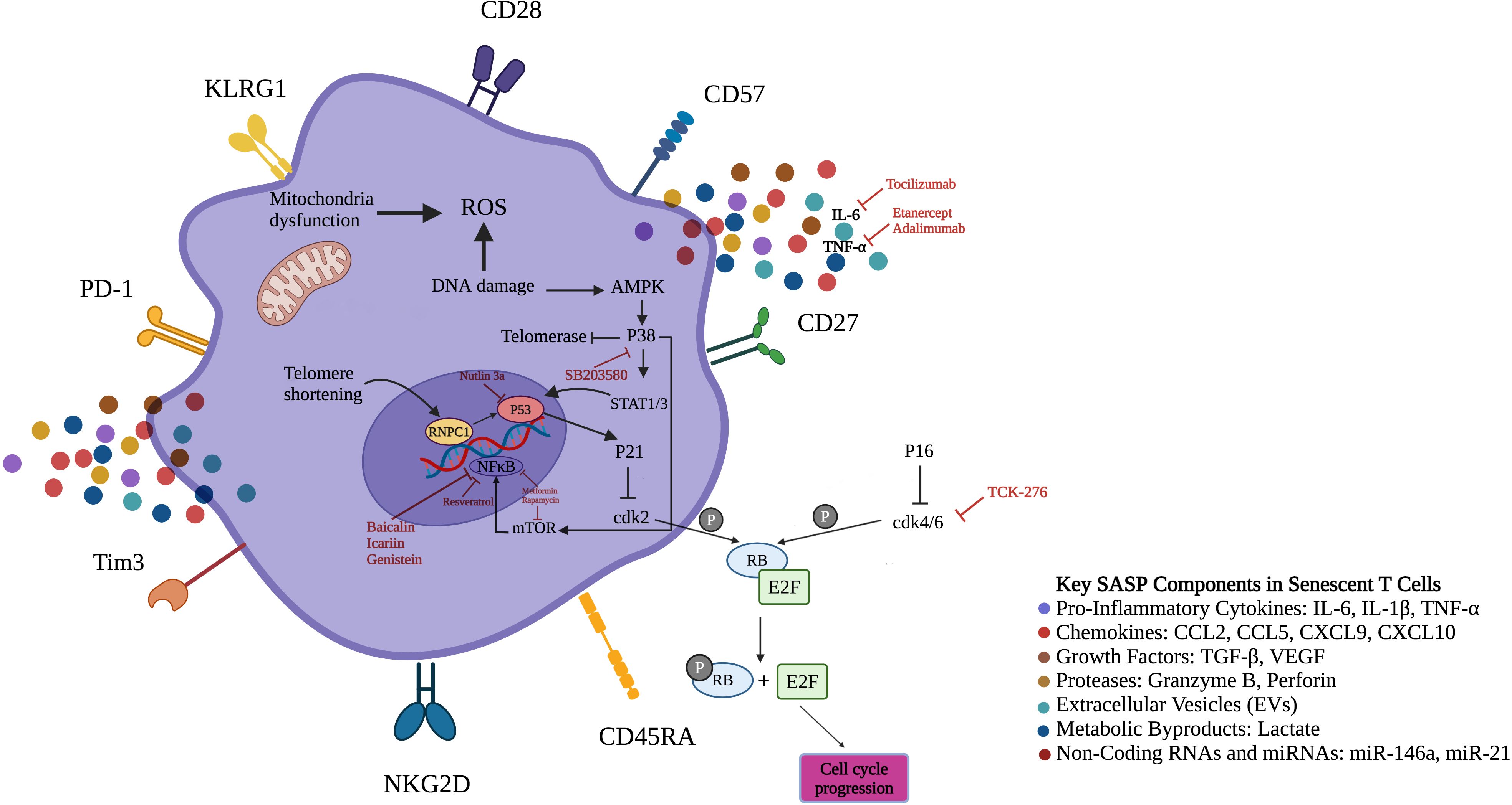 Diagram of a senescent T cell showing processes and key SASP components. Labels include surface markers like PD-1, CD28, KLRG1, and CD57. Cellular processes such as mitochondria dysfunction, ROS production, DNA damage, telomere shortening, and related pathways like P53, NFκB, mTOR, and AMPK are illustrated. The legend identifies SASP components like pro-inflammatory cytokines, chemokines, growth factors, proteases, extracellular vesicles, metabolic byproducts, and non-coding RNAs. Additionally, the diagram notes pharmacological targets like resveratrol and nutlin 3a.