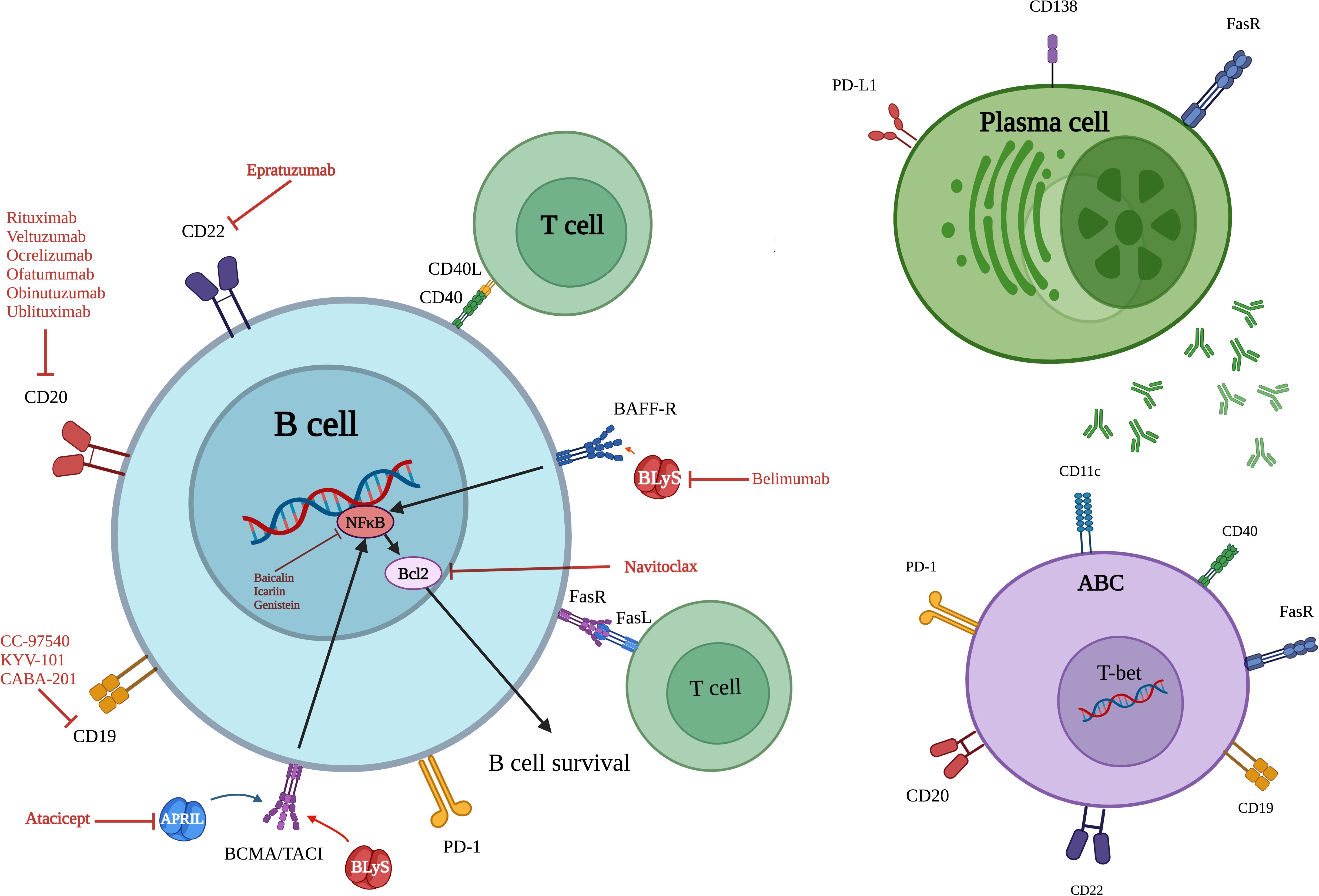 Diagram illustrating B cell, plasma cell, and activated B cell (ABC) interactions. The B cell has receptors such as CD20 and CD22, targeted by various drugs. Key molecules and inhibitors like NF-kB, Bcl2, BLyS, and Atacicept affect B cell survival. Plasma cells interact through CD138 and PD-L1. ABC features receptors like CD11c and PD-1, with T-bet involvement. T cells are shown interacting with CD40L.