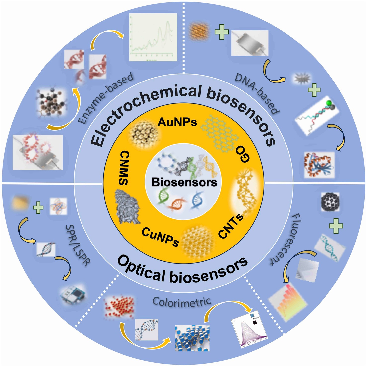 Circular diagram of biosensors divided into electrochemical and optical types. The inner circle lists materials: AuNPs, GO, CNTs, CuNPs, CNMS. The outer circle shows enzyme-based and DNA-based electrochemical methods, and colorimetric, fluorescence, and SPR/LSPR optical methods with relevant images.
