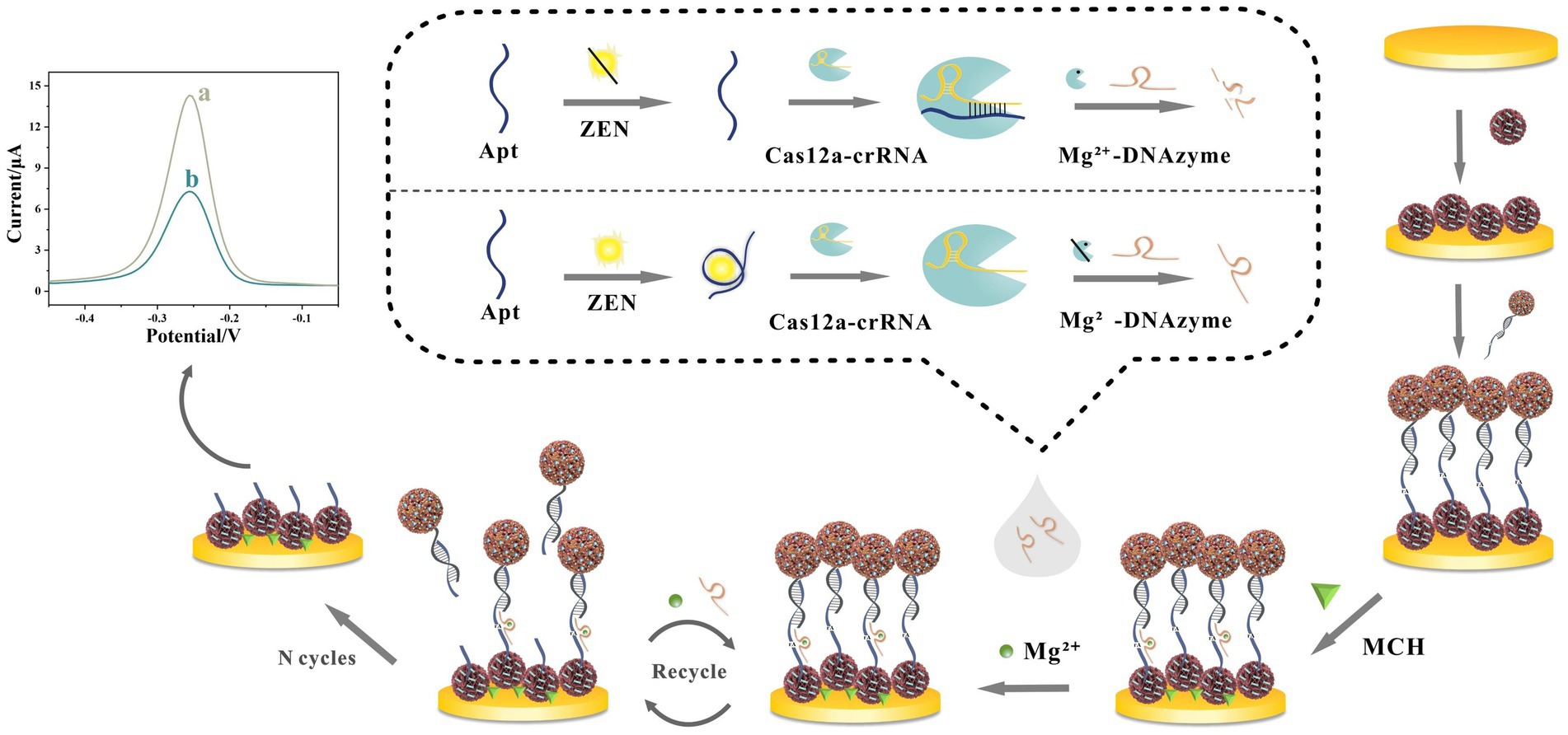 Diagram showcasing a biosensor detection process using Cas12a-crRNA and Mg²⁺-DNAzyme. It includes two pathways: with and without signal molecule ZEN. The pathways show interactions between aptamers, Cas12a-crRNA, and Mg²⁺-DNAzyme on detection platforms. A graph depicts current versus potential, with two peaks labeled 'a' and 'b'. The cycle and recycle processes are represented with arrows, indicating repetition.