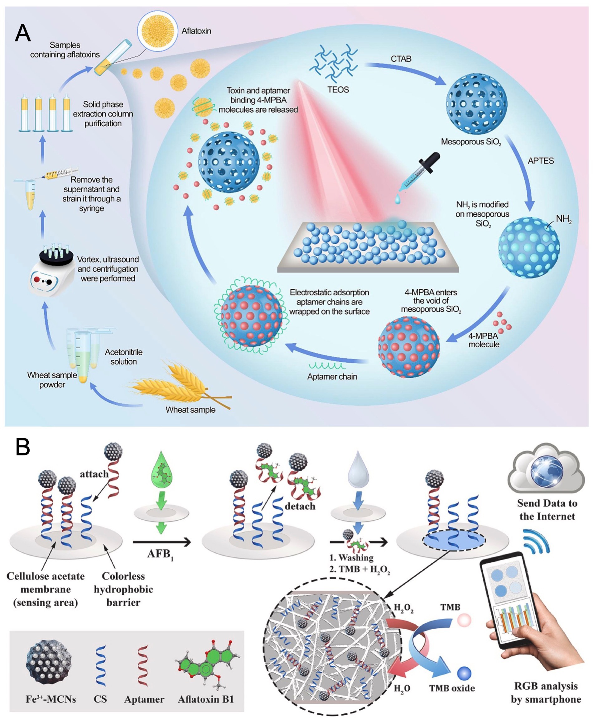 Diagram depicting a biosensing method for aflatoxin B1 detection. Part A shows the preparation process, including wheat sample extraction and vortex processing, leading up to 4-MPBA molecule and aptamer wrapping on mesoporous SiO$_2$. Part B illustrates the application on a cellulose acetate membrane, involving the interaction with AFB$_1$, a washing step, and oxidation reactions. The result is analyzed via RGB analysis using a smartphone, with data sent to the internet. Molecular structures and components like Fe$^{3+}$-MCNs, CS, and AFB$_1$ are included.