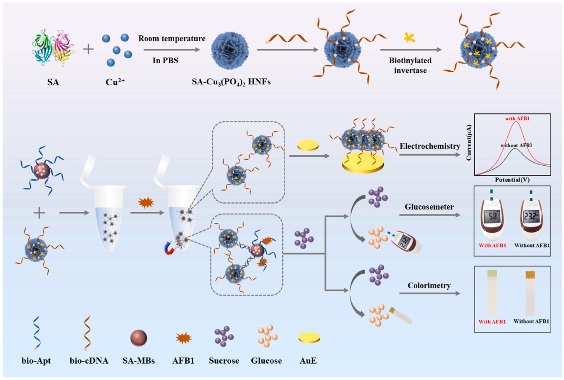 Diagram depicting the synthesis and application of SA-Cu₃(PO₄)₂ HNFs with biotinylated invertase for AFB₁ detection. It involves SA, Cu²⁺, and biotin interactions, followed by electrochemistry, glucometer, and colorimetry methods. Results show differences with and without AFB₁, indicated by current-potential graphs and glucometer/strip readings. Elements like bio-Apt, bio-cDNA, SA-MBs, AFB₁, sucrose, glucose, and AuE are labeled.