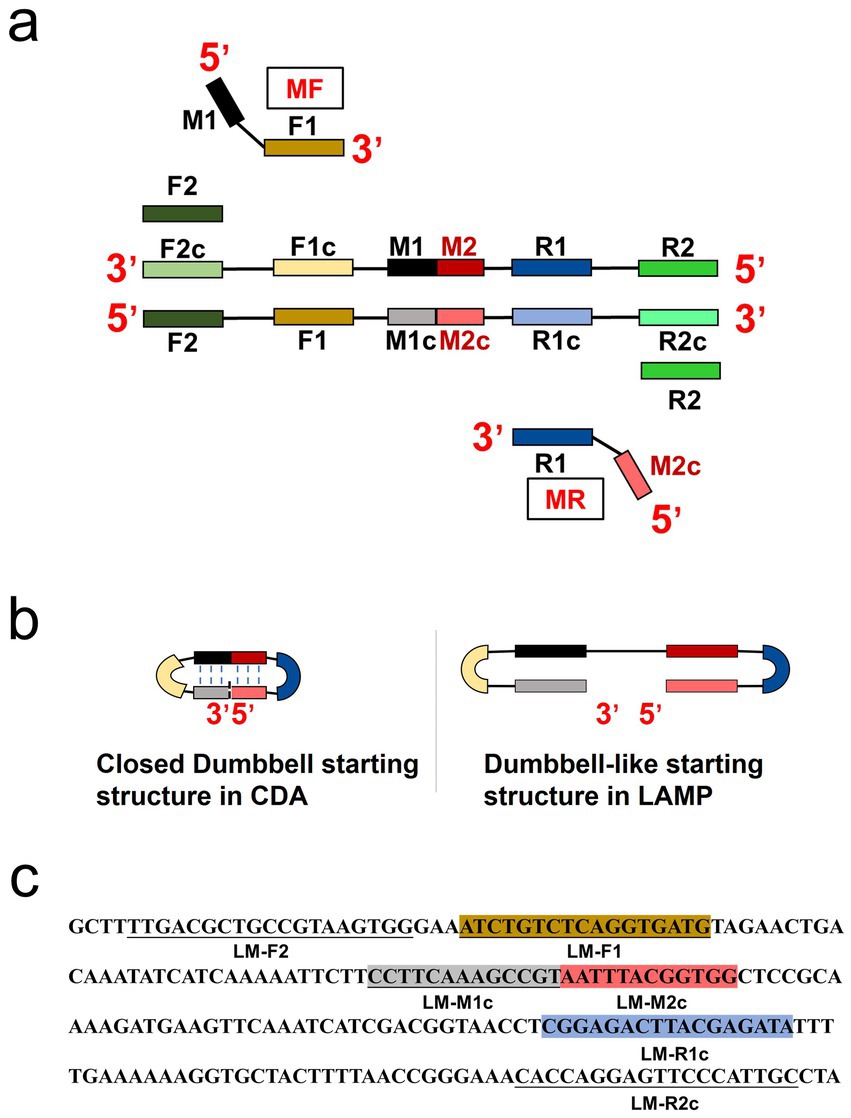 Diagram illustrating DNA structures and sequences. Part (a) shows DNA regions labeled F1, F2, M1, M2, R1, R2, and their complements, indicating binding sites with arrows marking 5’ to 3’ orientations. Part (b) compares a closed dumbbell structure in CDA to a dumbbell-like structure in LAMP, with colored sections denoting different DNA regions. Part (c) displays nucleotide sequences highlighting specific labeled segments such as LM-F1, LM-M1c, LM-M2c, and others in different colors.