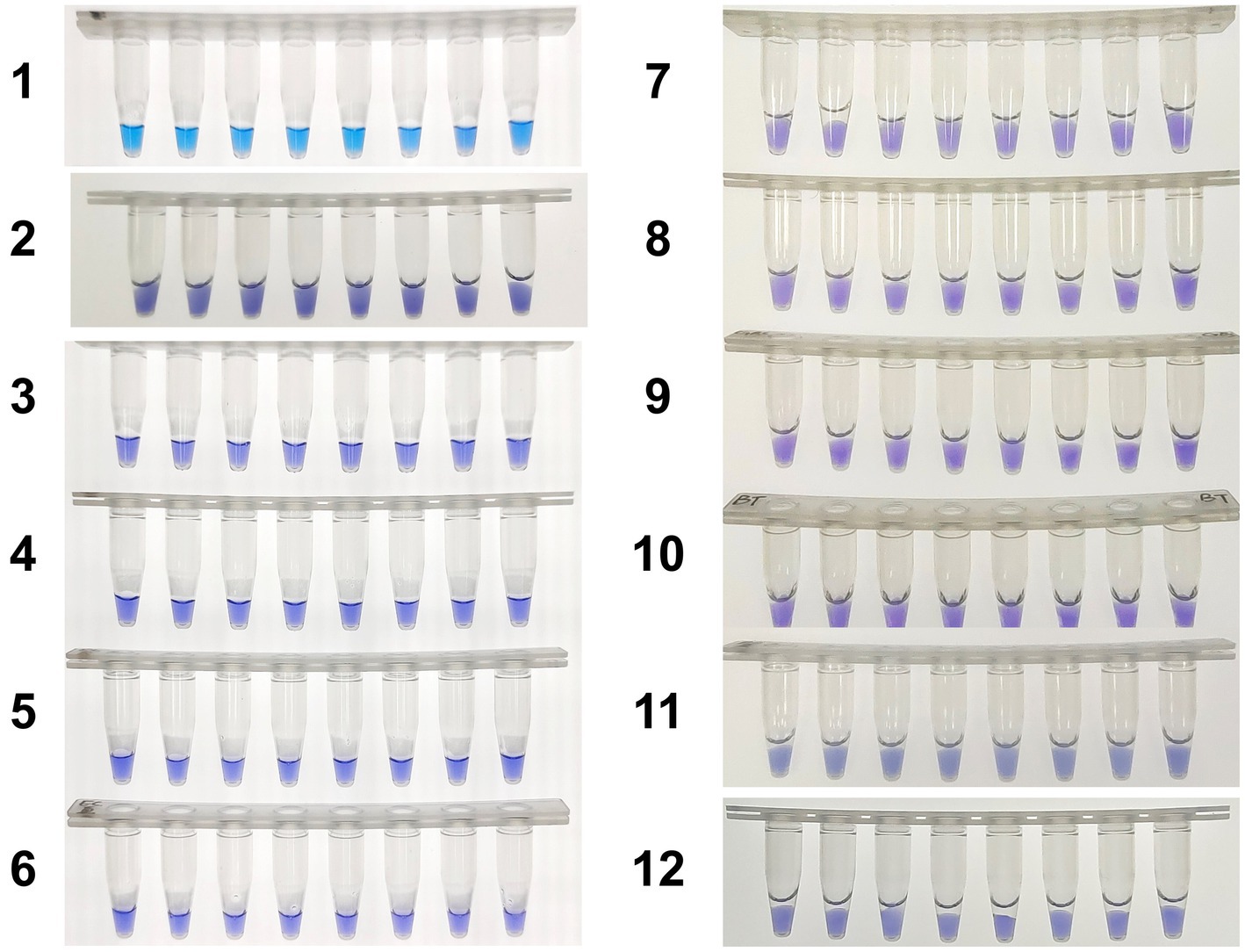 Twelve sets of test tubes, each containing a liquid with varying shades of blue or purple at the bottom. Sets one to six have a more pronounced blue color, while sets seven to twelve exhibit a lighter, more purple hue. Each set is organized horizontally, with six to eight tubes per set, and numbered from one to twelve on the left or right.
