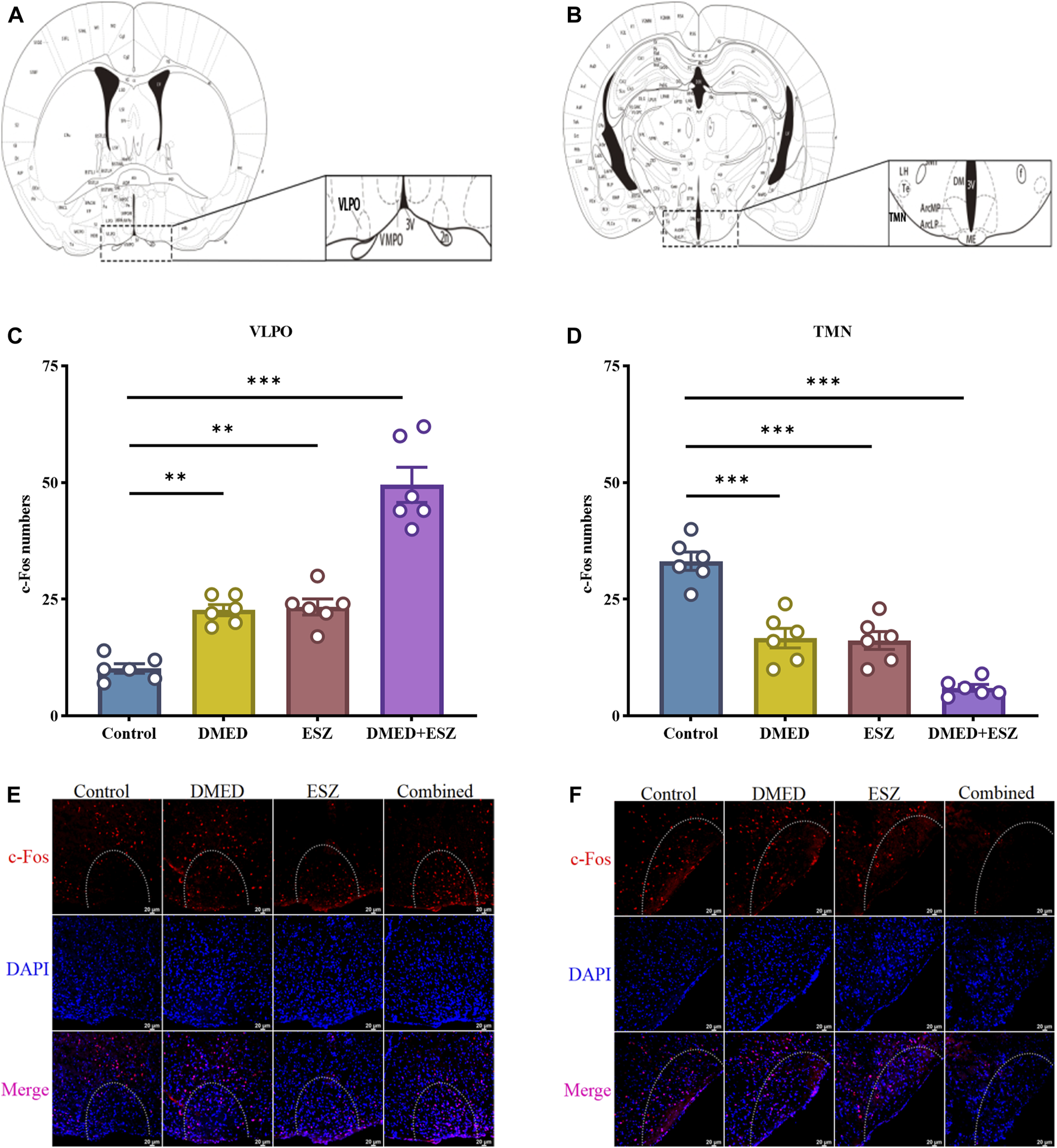 Diagrams A and B depict brain sections with labeled regions VLPO and TMN. Graphs C and D show c-Fos numbers for different conditions, with significant differences marked by asterisks. Panels E and F display fluorescent images of brain sections under various treatments, highlighting c-Fos in red, DAPI in blue, and merged images with both stains.