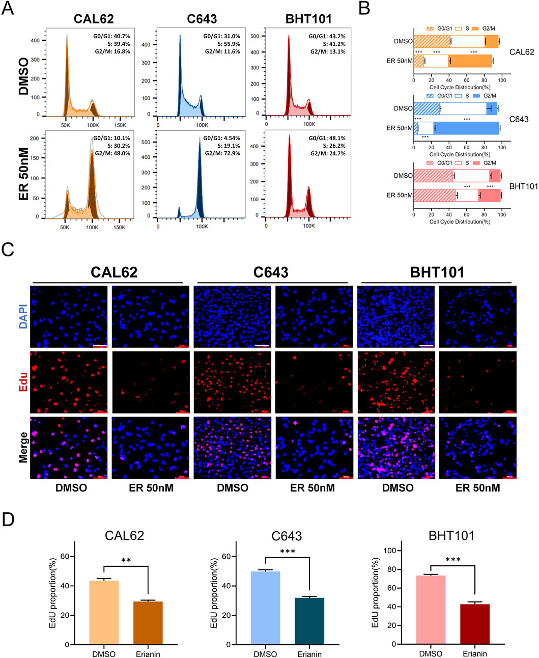 (A) Cell cycle distribution histograms for CAL62, C643, and BHT101 cell lines treated with DMSO and Erianin at 50 nanomolar. (B) Bar graphs showing cell cycle phase distribution, with significant changes upon Erianin treatment. (C) Fluorescent images displaying DAPI and EdU staining for cell proliferation in the different cell lines with DMSO and Erianin treatment. (D) Bar graphs quantifying EdU incorporation, indicating reduced proliferation in Erianin-treated cells compared to DMSO. Statistical significance is noted by asterisks.