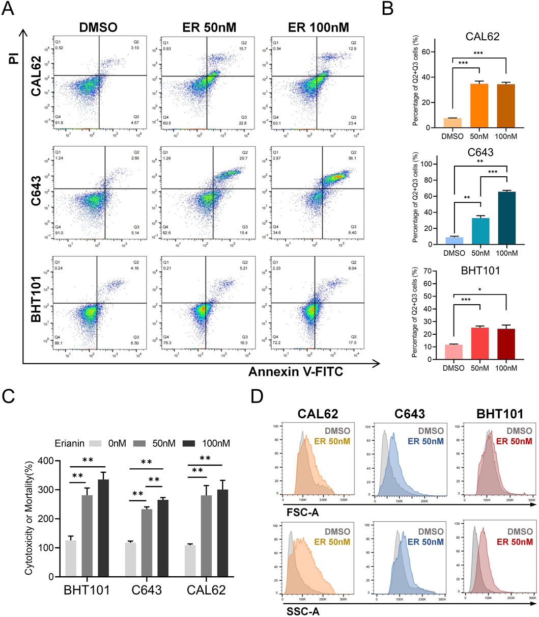 Flow cytometry analysis with four panels: (A) Dot plots for CAL62, C643, and BHT101 cell lines under DMSO, ER 50 nM, and ER 100 nM conditions, showing changes in cell populations. (B) Bar graphs indicating increased percentages of Q2-Q3 cells in all three lines with elevated ER concentrations. (C) Bar graph comparing cytotoxicity or mortality percentages across the cell lines at different Erianin concentrations. (D) Histograms illustrating changes in FSC-A and SSC-A parameters for each cell line treated with DMSO or ER at 50 nM. Statistical significance is denoted by asterisks.