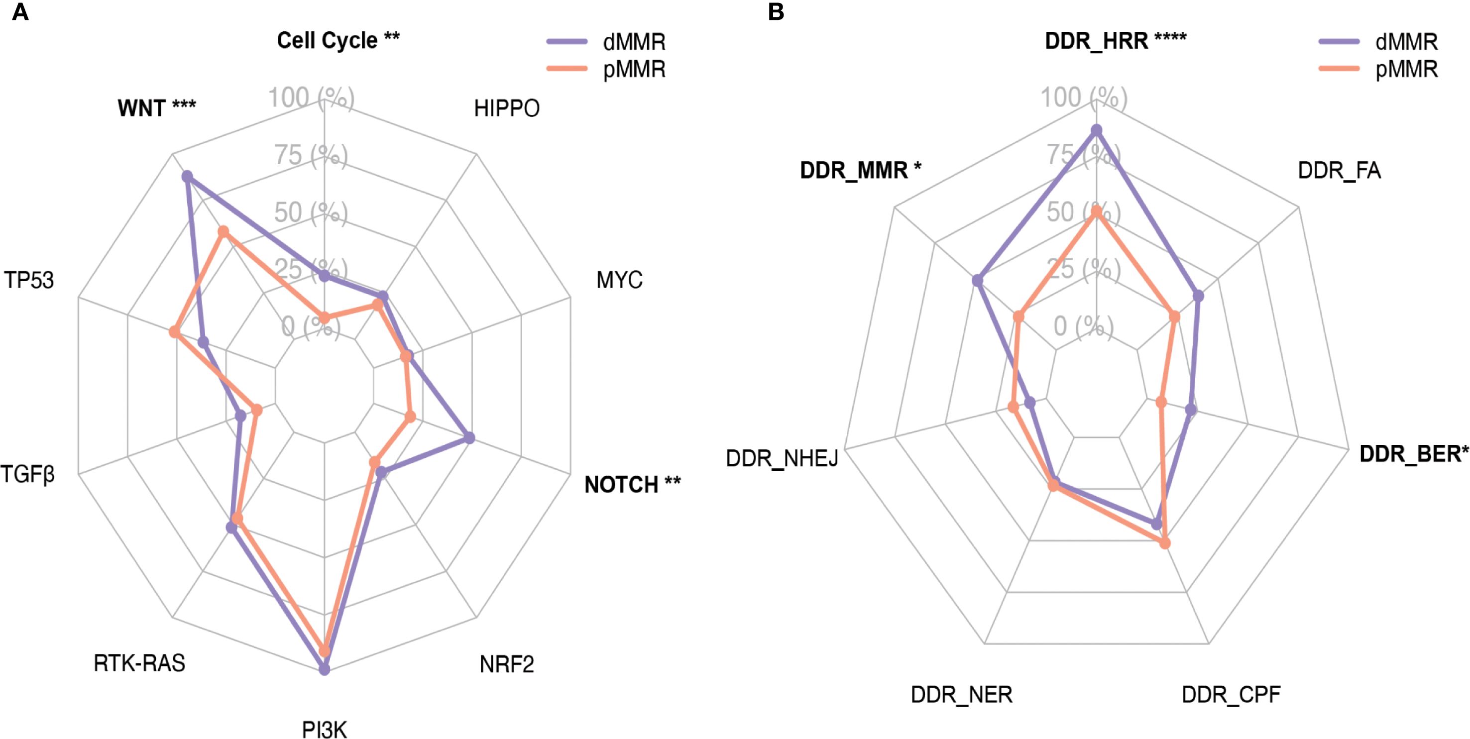 Two radar charts compare dMMR and pMMR groups. Chart A shows pathway scores for Cell Cycle, WNT, HIPPO, MYC, NOTCH, NRF2, PI3K, RTK-RAS, TGFβ, and TP53. Chart B shows DDR pathways: DDR_HRR, DDR_MMR, DDR_FA, DDR_BER, DDR_NHEJ, DDR_CPF, DDR_NER. Purple lines represent dMMR and orange lines represent pMMR, with pathways like DDR_HRR and Cell Cycle showing notable differences.