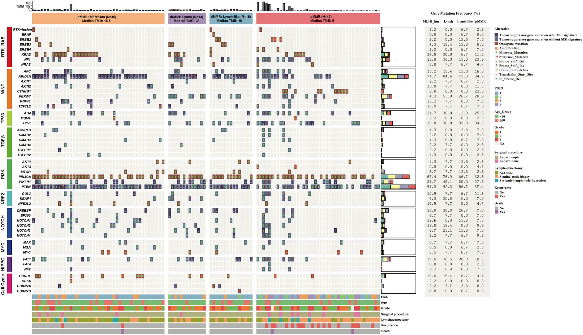 Heatmap depicting gene mutation frequencies across different categories: dMMR MLH1-hm, dMMR Lynch, dMMR Lynch-like, and pMMR. Categories include RTK/RAS, WNT, TP53, TGFβ, PI3K, NRF2, NOTCH, MYC, HIPPO, and Cell Cycle. Mutations and alterations are color-coded, with explanations in a legend, alongside clinical variables like age, surgical procedure, lymphadenectomy, recurrence, and death. Median tumor mutational burden (TMB) values are specified for each category.