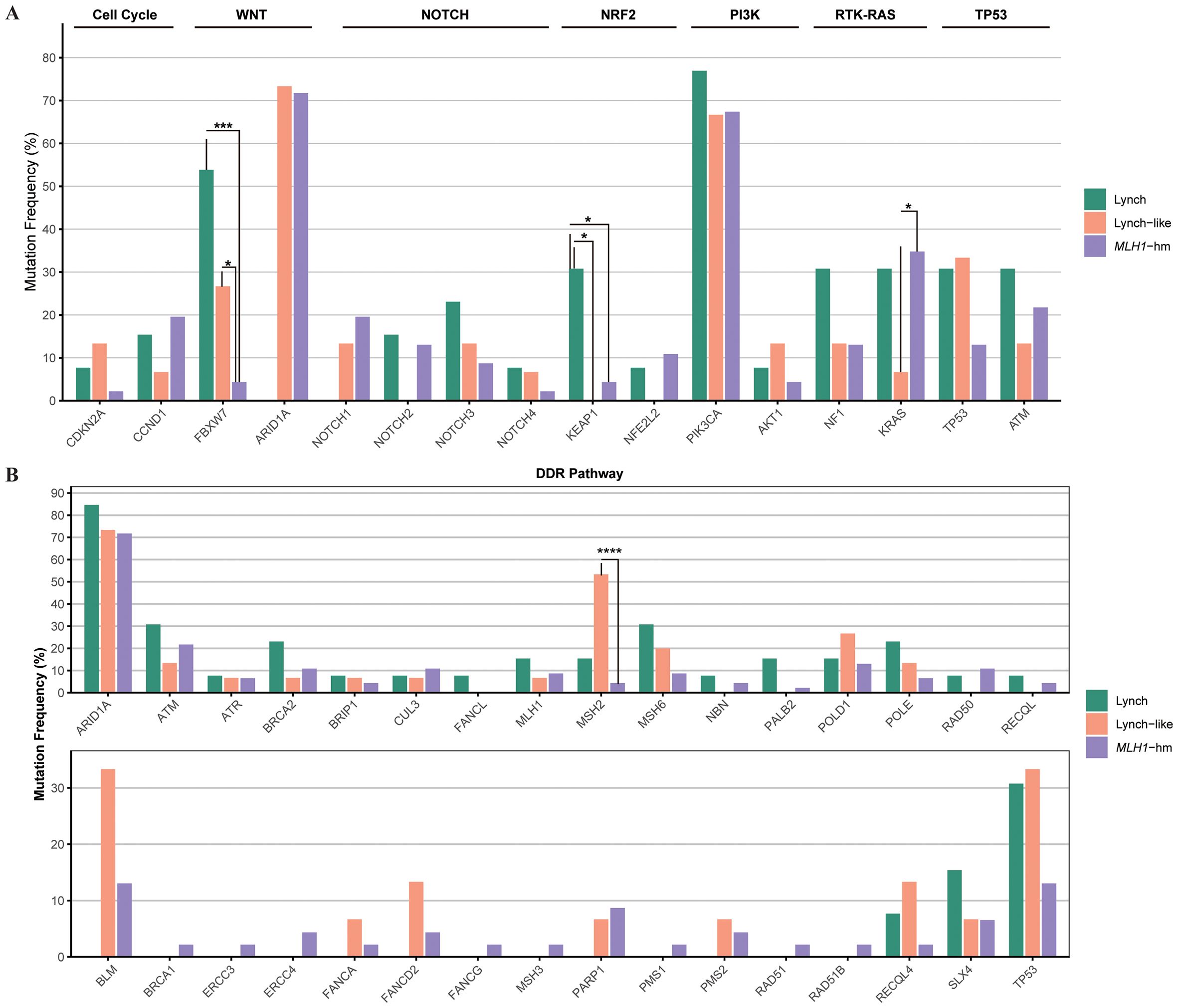 Bar charts displaying mutation frequencies across various pathways. Chart A shows mutations in cell cycle, WNT, NOTCH, NRF2, PI3K, RTK-RAS, and TP53 pathways. Chart B shows mutations in the DDR pathway. Different colored bars (green, orange, and purple) represent Lynch, Lynch-like, and MLH1-hm categories, respectively. Key differences are marked with asterisks.
