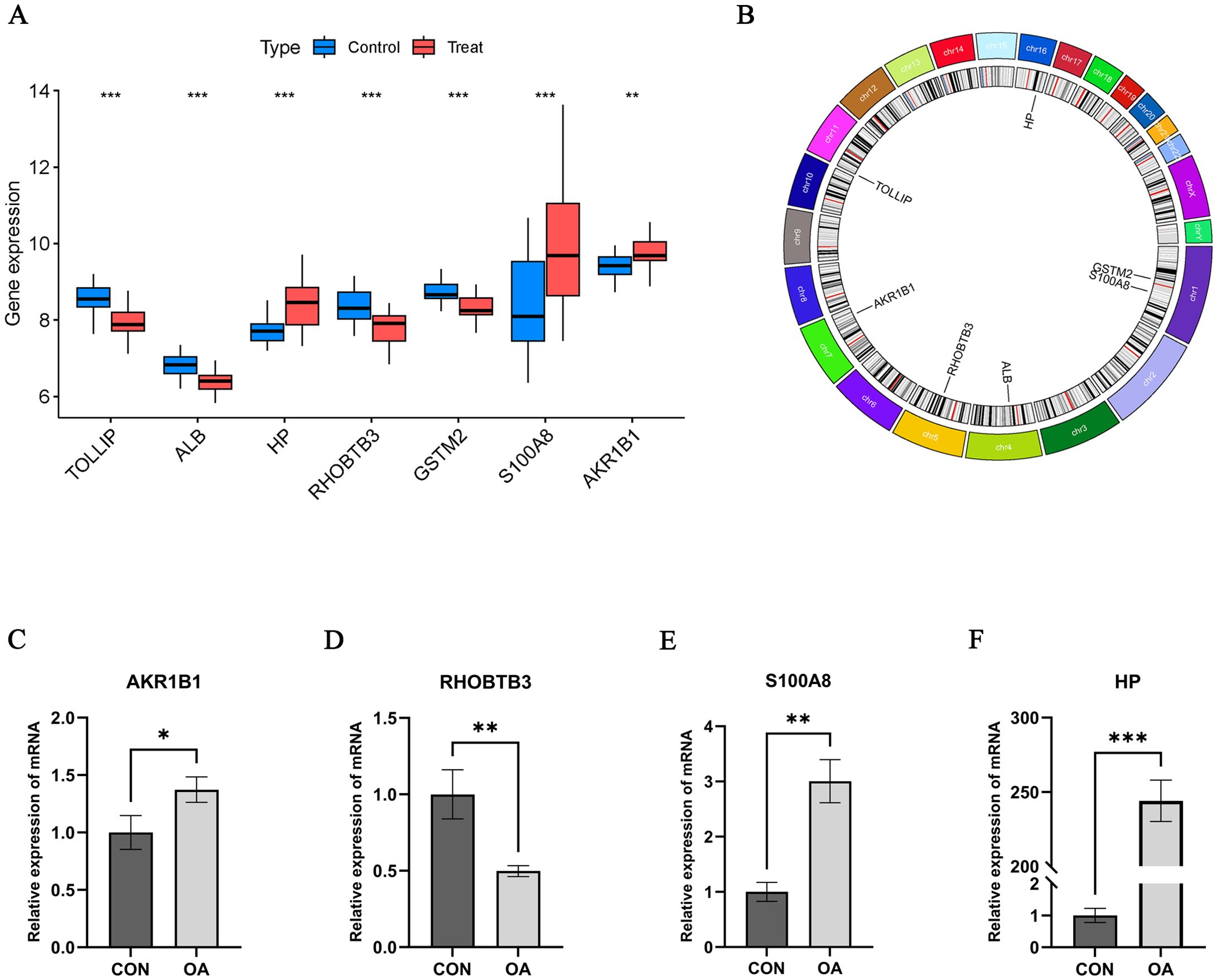 A composite image depicting various analyses of gene expression data. Panel A shows box plots of gene expression levels for TOLLIP, ALB, HP, RHOBTB3, GSTM2, S100A8, and AKR1B1, comparing control and treatment groups with significant differences noted. Panel B presents a circular plot indicating the chromosomal locations of these genes. Panels C to F display bar graphs illustrating the relative mRNA expression levels of AKR1B1, RHOBTB3, S100A8, and HP in control (CON) and osteoarthritis (OA) groups, with varying levels of statistical significance indicated.