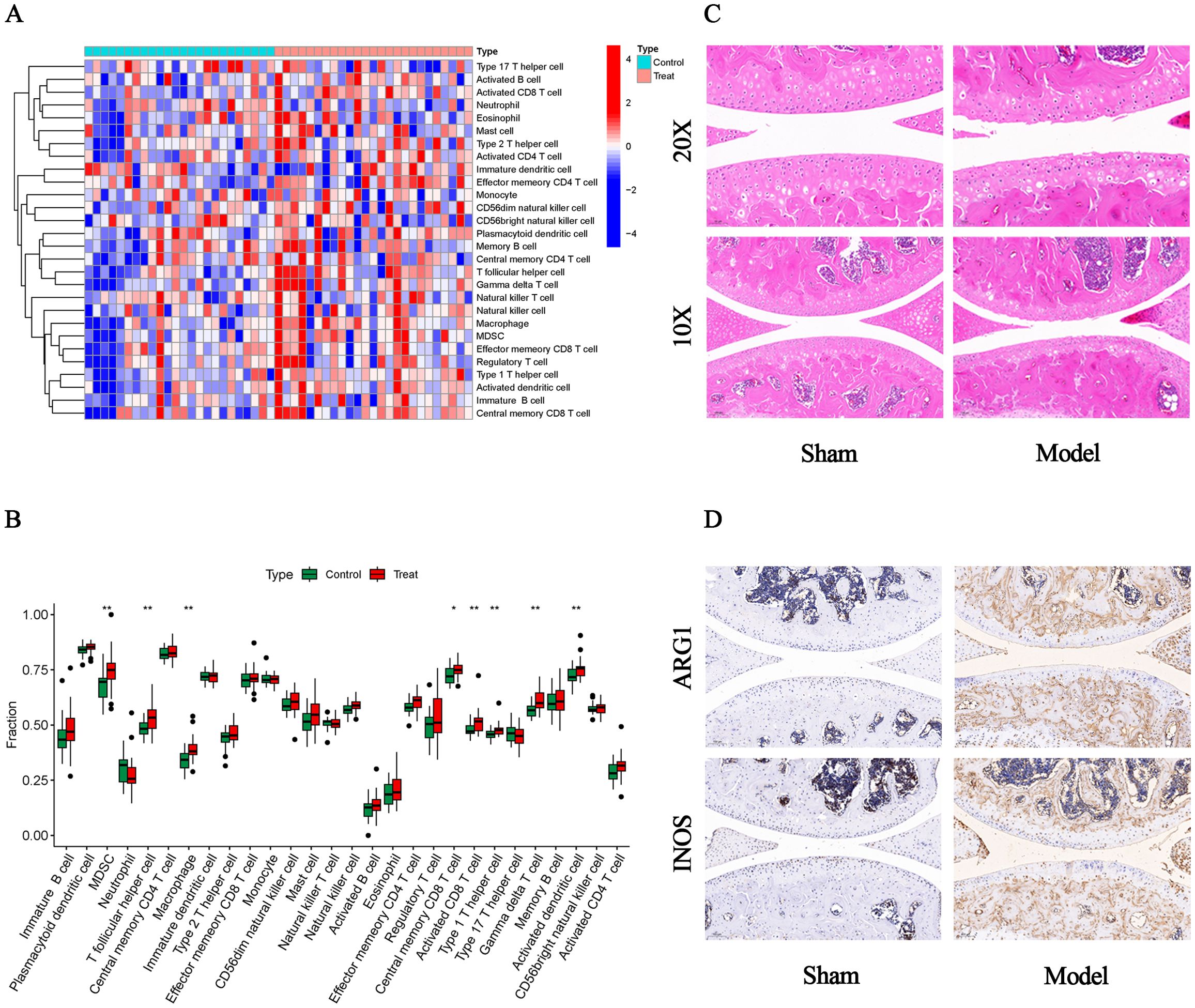 Panel A shows a heatmap clustering different cell types, with a gradient from red to blue indicating expression levels. Panel B presents a box plot comparing cell fractions between control and treatment groups across various cell types. Panel C displays histological images stained at 20X and 10X magnifications for sham and model groups. Panel D shows immunohistochemical staining for ARG1 and INOS in sham and model groups, depicting differences in expression.