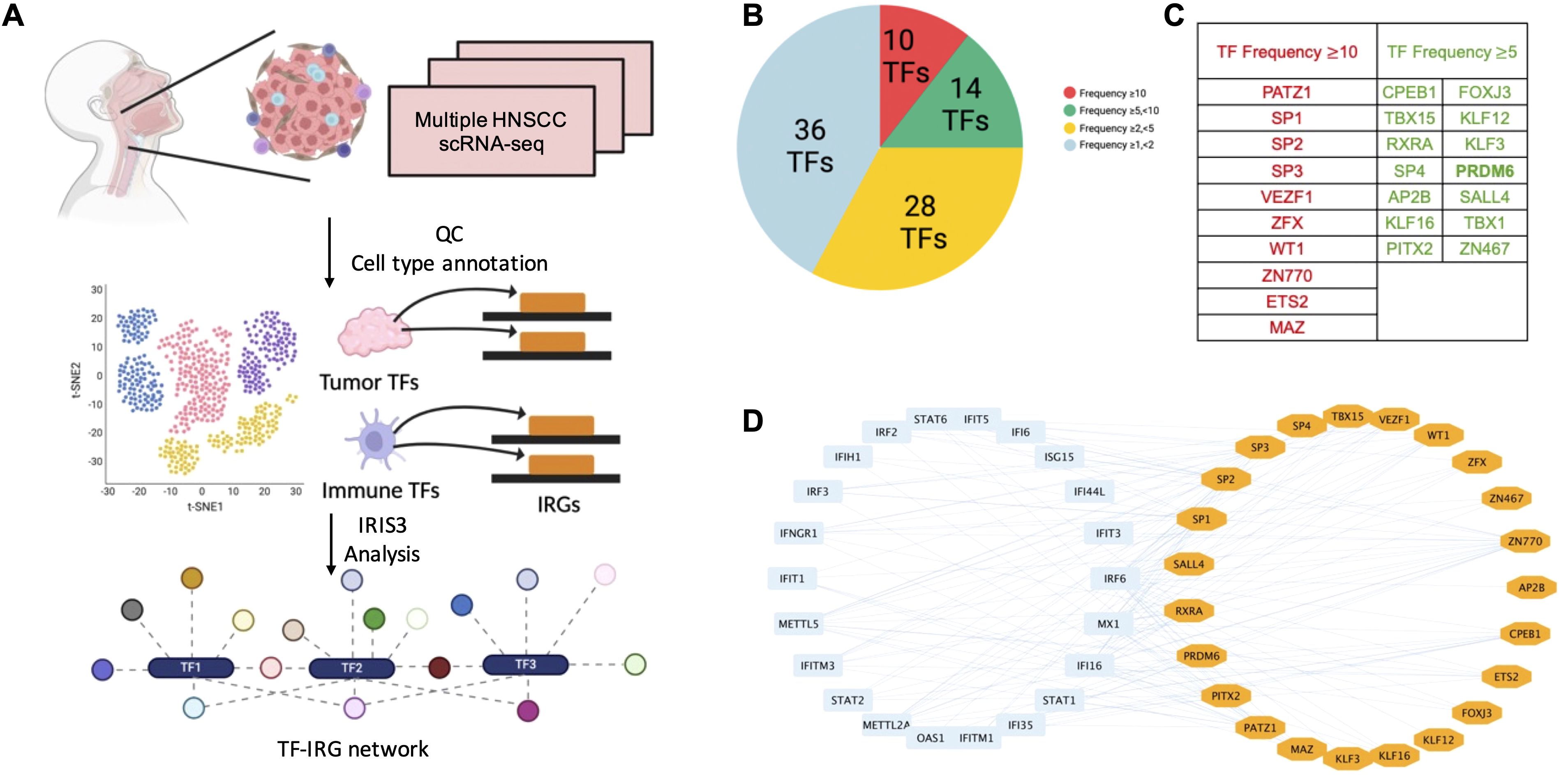 Diagram depicting an analysis of head and neck squamous cell carcinoma using scRNA-seq. Panel A illustrates a workflow from sample collection to TF-IRG network analysis. Panel B shows a pie chart classifying transcription factors by frequency. Panel C is a table listing transcription factors by frequency categories. Panel D features a network diagram connecting immune-related genes with transcription factors, illustrating interactions.