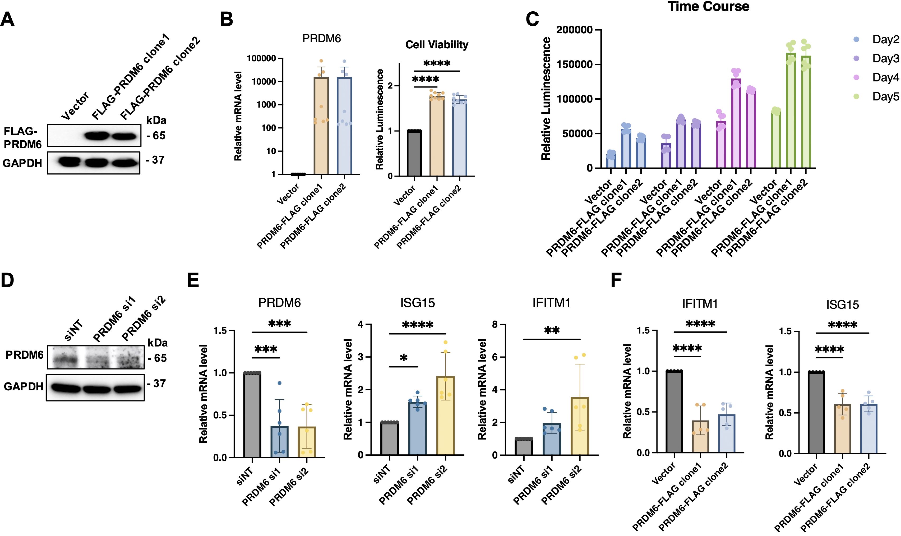 Analysis of PRDM6's function: (A) Western blot comparing FLAG-PRDM6 and GAPDH expression in vector, FLAG-PRDM6 clone 1, and clone 2. B) Bar graphs showing PRDM6 mRNA levels and cell viability in vector, FLAG-PRDM6 clone 1, and clone 2. C) Bar graph of relative luminescence across five days in vector, FLAG-PRDM6 clone 1, and clone 2. D) Western blot for PRDM6 and GAPDH with siRNA treatments. E) Bar graphs of PRDM6, ISG15, and IFITM1 mRNA levels for siNT, PRDM6 si1, and si2. F) Bar graphs showing IFITM1 and ISG15 mRNA levels in vector and FLAG-PRDM6 clones.