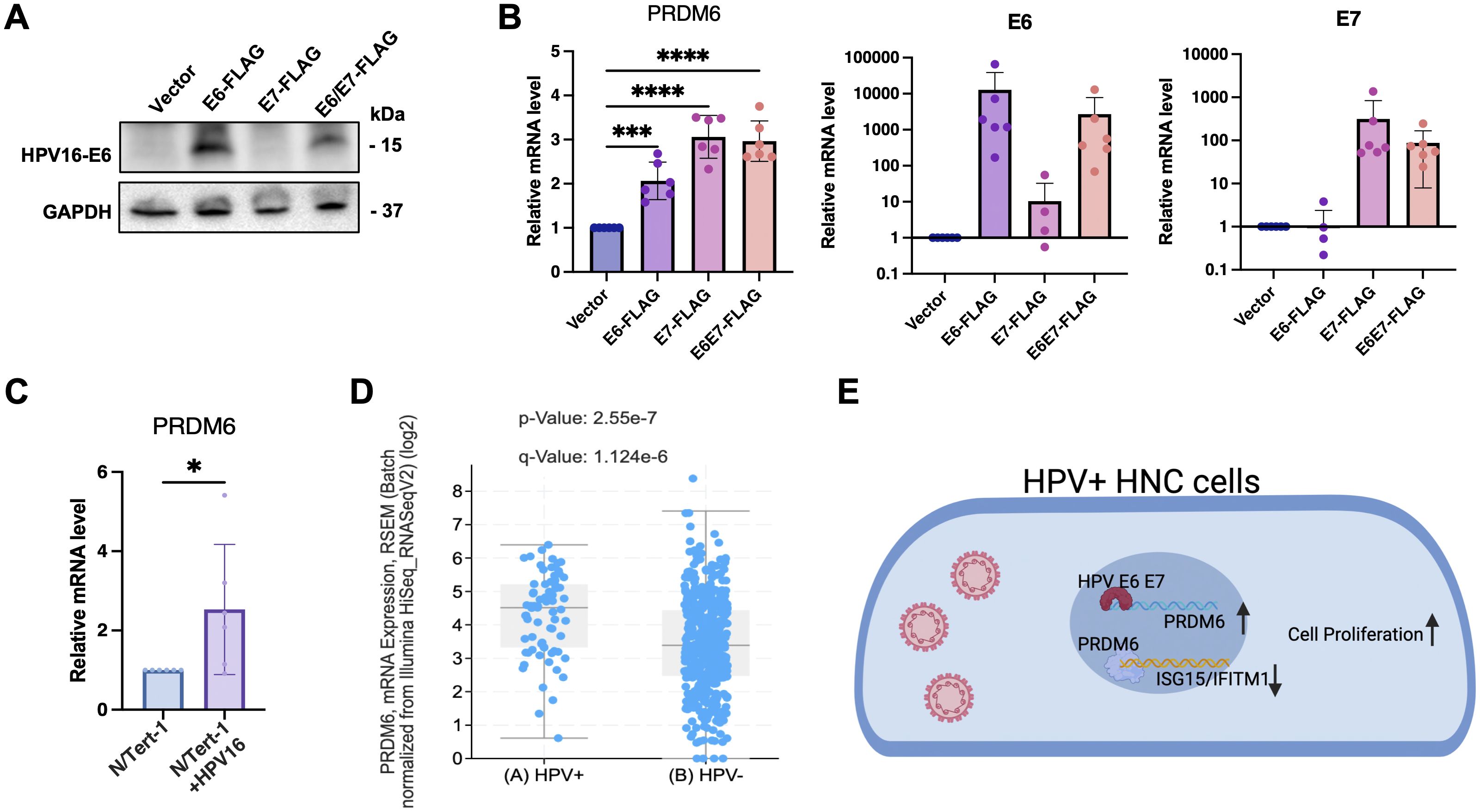 A set of five panels showing data on HPV and PRDM6 expression: A) A Western blot showing HPV16-E6 and GAPDH levels across vector, E6-FLAG, E7-FLAG, and E6/E7-FLAG conditions. B) Three bar graphs displaying relative mRNA levels of PRDM6, E6, and E7 across the same conditions, with significant differences indicated. C) A bar graph showing PRDM6 mRNA levels in N/Tert-1 versus N/Tert-1+HPV16 cells, showing significant upregulation. D) A scatter plot with box plots comparing PRDM6 mRNA expression in HPV-positive and HPV-negative samples, with significant p-value and q-value noted. E) A diagram illustrating HPV+ HNC cells, showing HPV E6 and E7 increasing PRDM6 and cell proliferation while decreasing ISG15/IFITM1.