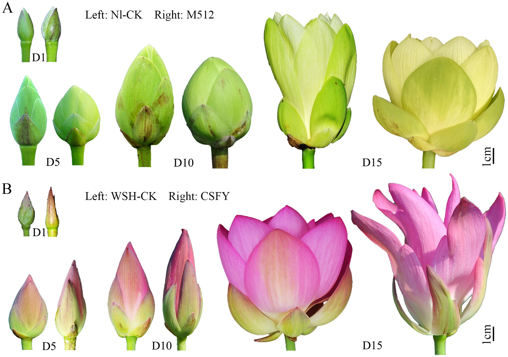 Comparison of lotus buds and blooming stages over time. Panel A shows two types, NI-CK on the left and M512 on the right, at days 1, 5, 10, and 15. Panel B shows WSH-CK on the left and CSFY on the right, also at days 1, 5, 10, and 15. The flowers transition from tight green and pink buds to fully open ivory and pink blossoms by day 15. A 1 cm scale is included.