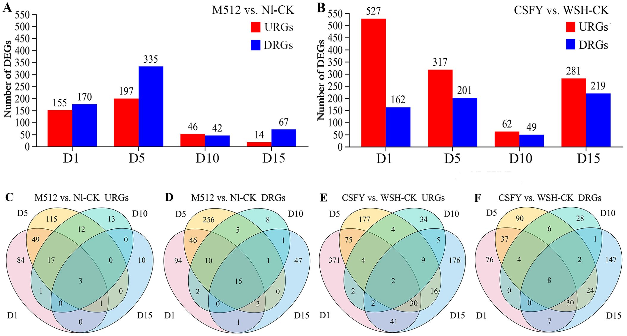 Bar charts and Venn diagrams show the number of differentially expressed genes (DEGs) in two comparisons: M512 vs. N1-CK and CSFY vs. WSH-CK. Charts A and B display DEGs by day for up-regulated genes (URGs) in red and down-regulated genes (DRGs) in blue. Venn diagrams C and D illustrate overlapping URGs and DRGs for M512 vs. N1-CK, while E and F do the same for CSFY vs. WSH-CK at specific days.
