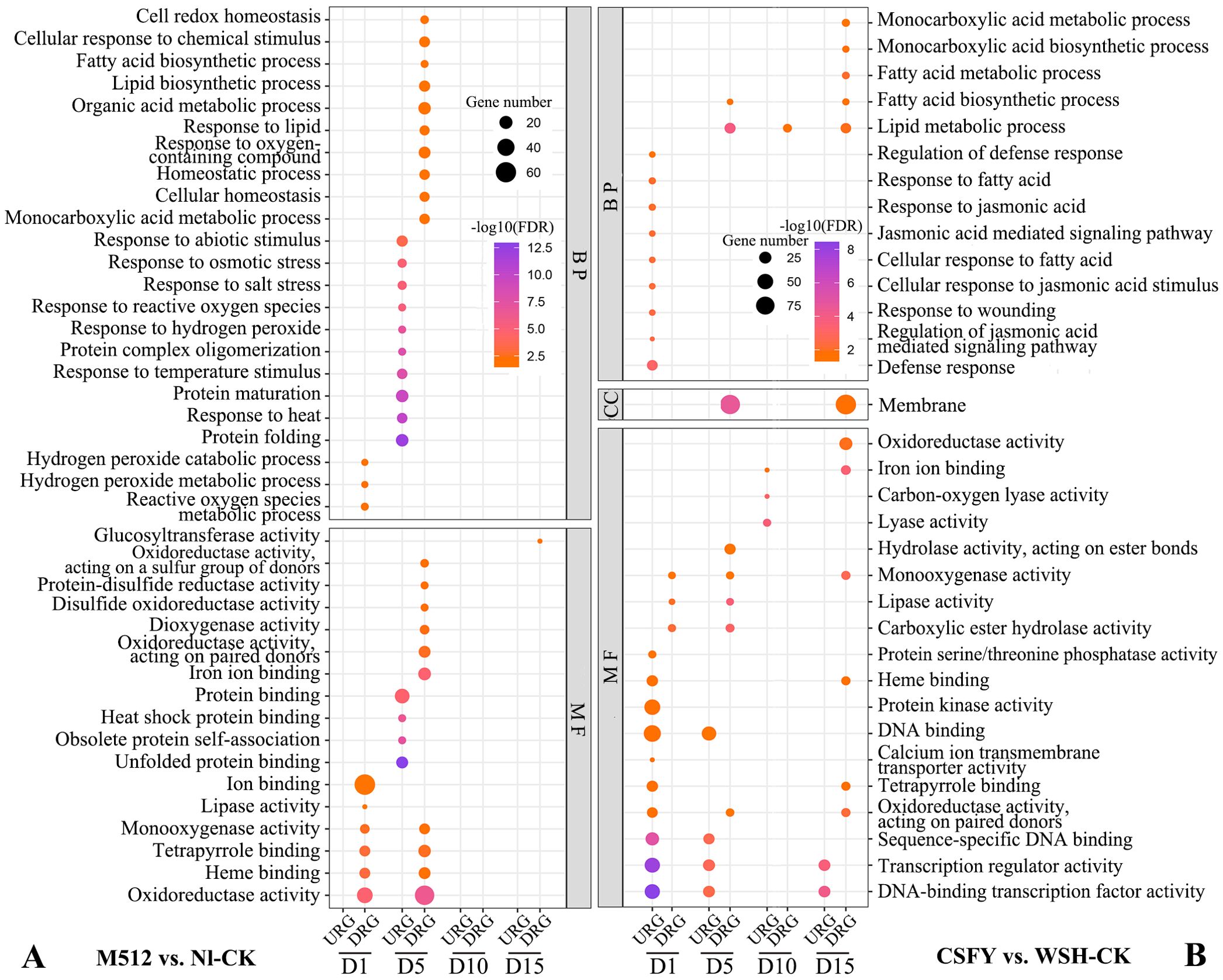 Dot plot comparing gene expression between two sets: M512 vs. NI-CK and CSFY vs. WSH-CK. Panels show biological processes (BP), cellular components (CC), and molecular functions (MF). Dot size and color represent gene number and statistical significance (-log10(FDR)), respectively. Each plot lists various biological activities with corresponding data points reflecting gene involvement over different time points.