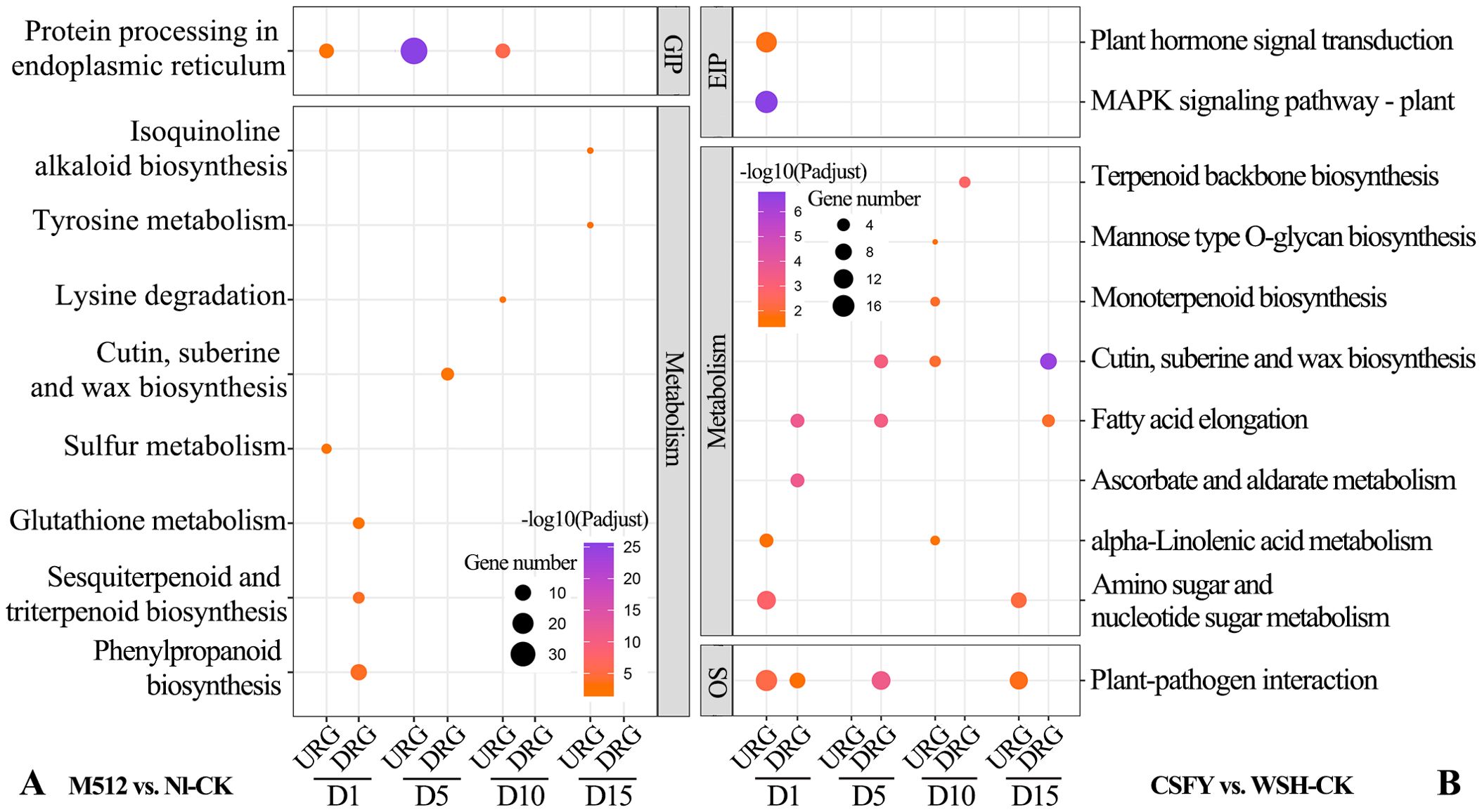 Scatter plots comparing metabolic pathways affected in different conditions. Left plot labeled “A” compares M512 vs. NI-CK groups; right plot labeled “B” compares CSFY vs. WSH-CK groups. Each plot has pathways on the y-axis and genes grouped by date (D1, D5, D10, D15) on the x-axis. Dot size indicates gene number, and color represents the -log10(p-adjust) value, based on a gradient from orange to purple.