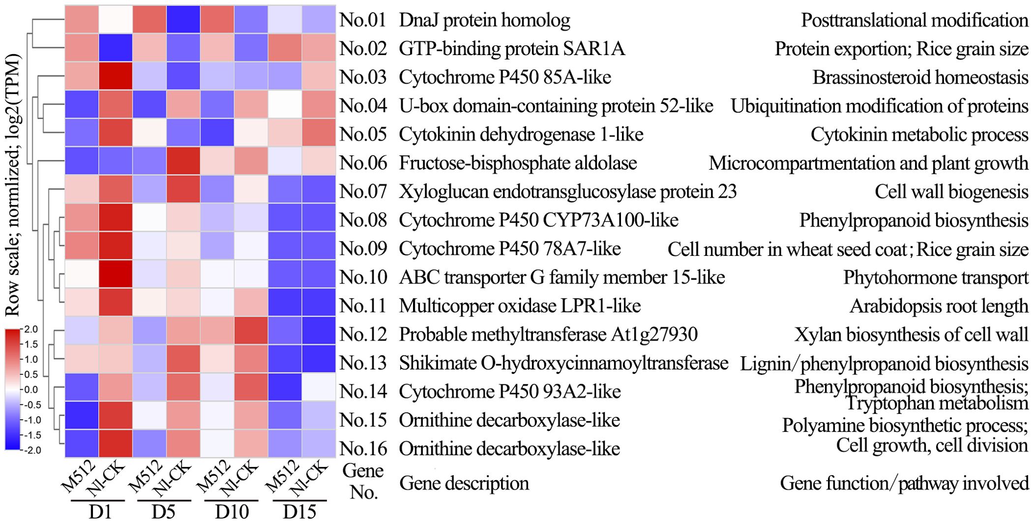 Heatmap showing gene expression levels in a row-normalized log2(TPM) scale. Rows represent sixteen different genes labeled No.01 to No.16. Columns are divided by days (D1, D5, D10, D15) and conditions (M512, NLCK). Color scale indicates expression levels, with red for high and blue for low. Gene descriptions and functions are listed alongside, highlighting roles in processes like protein transport, cell growth, and biosynthesis pathways.