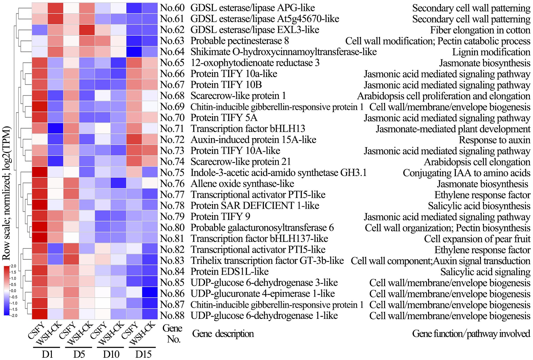 Heatmap depicting gene expression levels (log2 normalized TPM) for 29 genes involved in various biological pathways, including jasmonic acid signaling and cell wall modification. Rows represent genes, columns represent conditions (CSFY and WSHCK) over four days (D1, D5, D10, D15). Color gradient ranges from red (high expression) to blue (low expression). Gene descriptions and associated pathways are listed alongside the heatmap.