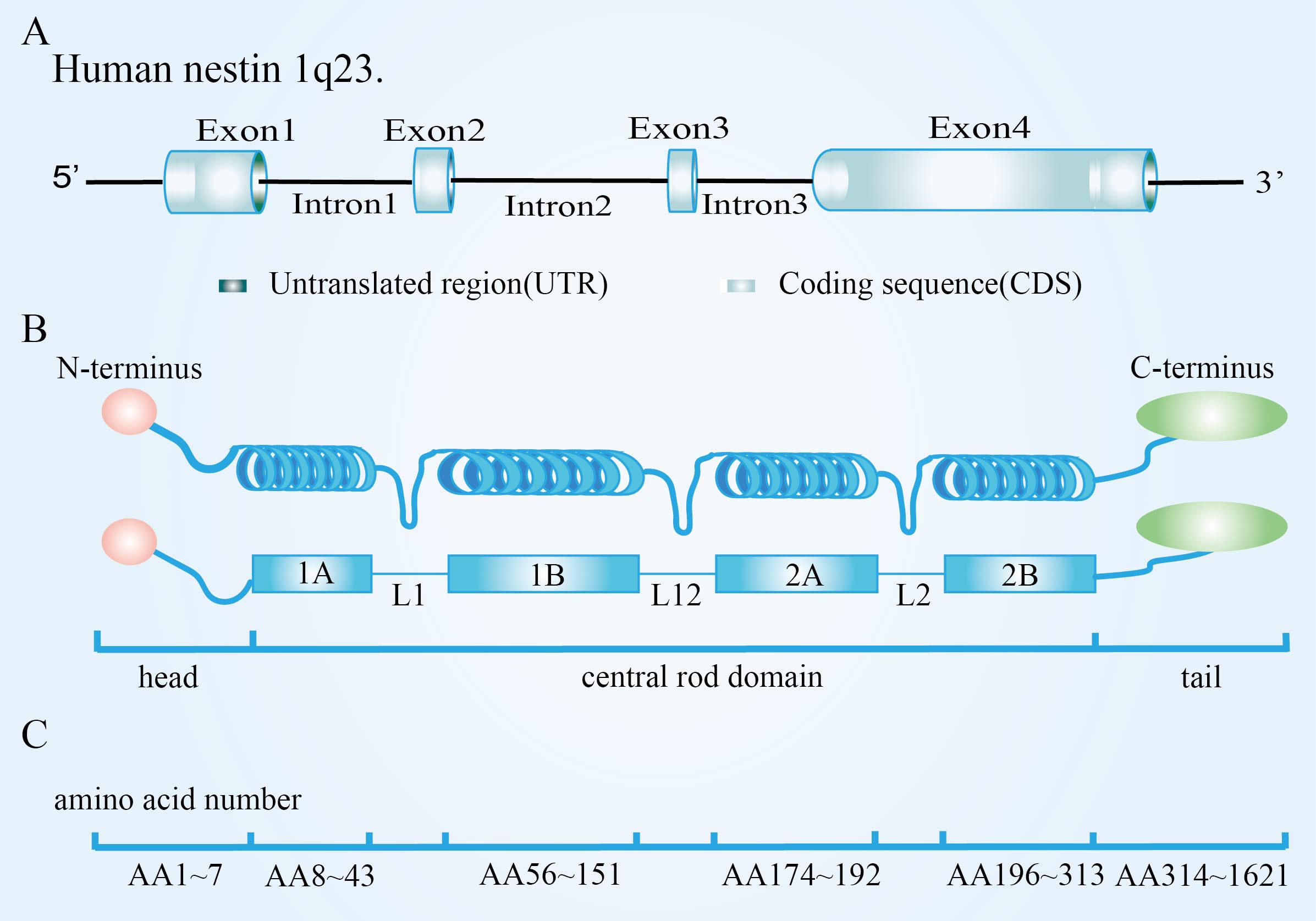 Diagram illustrating the human nestin gene structure and protein domain. Panel A shows the gene with exons and introns, highlighting untranslated regions and coding sequences. Panel B shows the protein with labeled N-terminus, C-terminus, head, central rod domain, and tail. Panel C details amino acid numbering: AA 1-7, AA 8-43, AA 56-151, AA 174-192, AA 196-313, AA 314-1621.