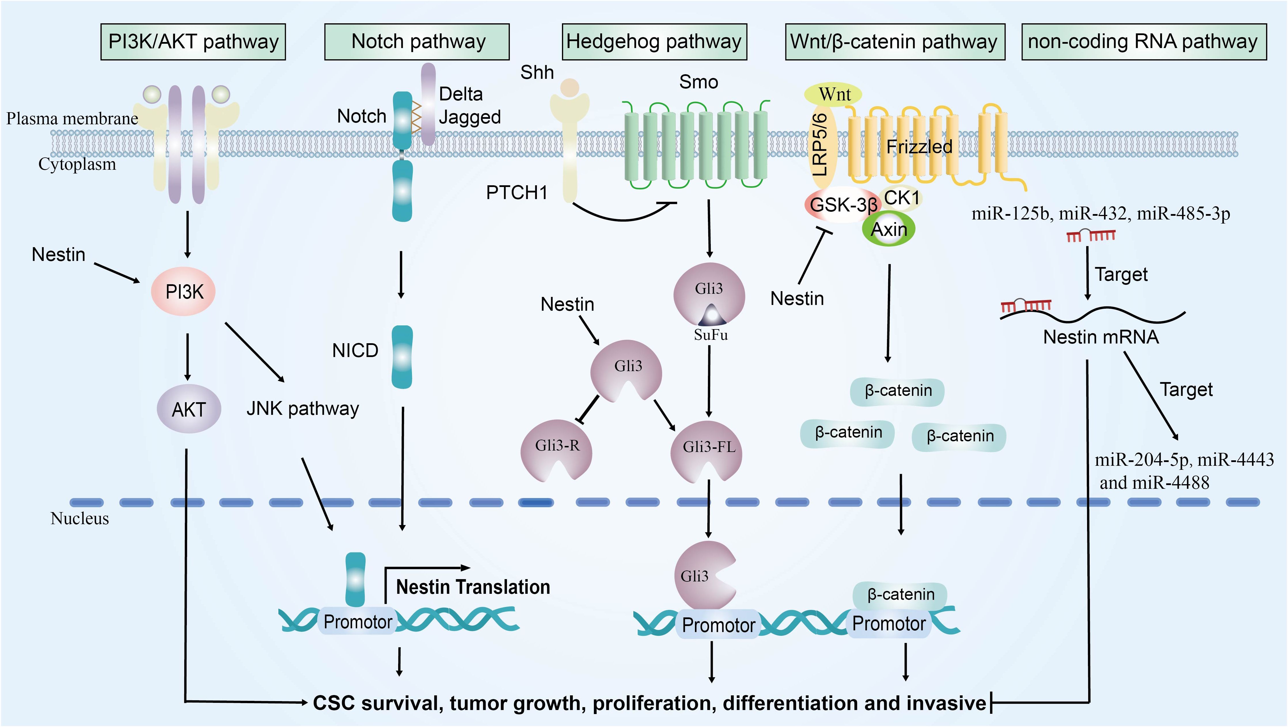 Diagram illustrating multiple signaling pathways: PI3K/AKT, Notch, Hedgehog, Wnt/β-catenin, and non-coding RNA. These pathways influence Nestin translation and CSC survival, tumor growth, proliferation, differentiation, and invasiveness. Pathways involve interactions between proteins, molecules like β-catenin, and miRNAs impacting Nestin mRNA.