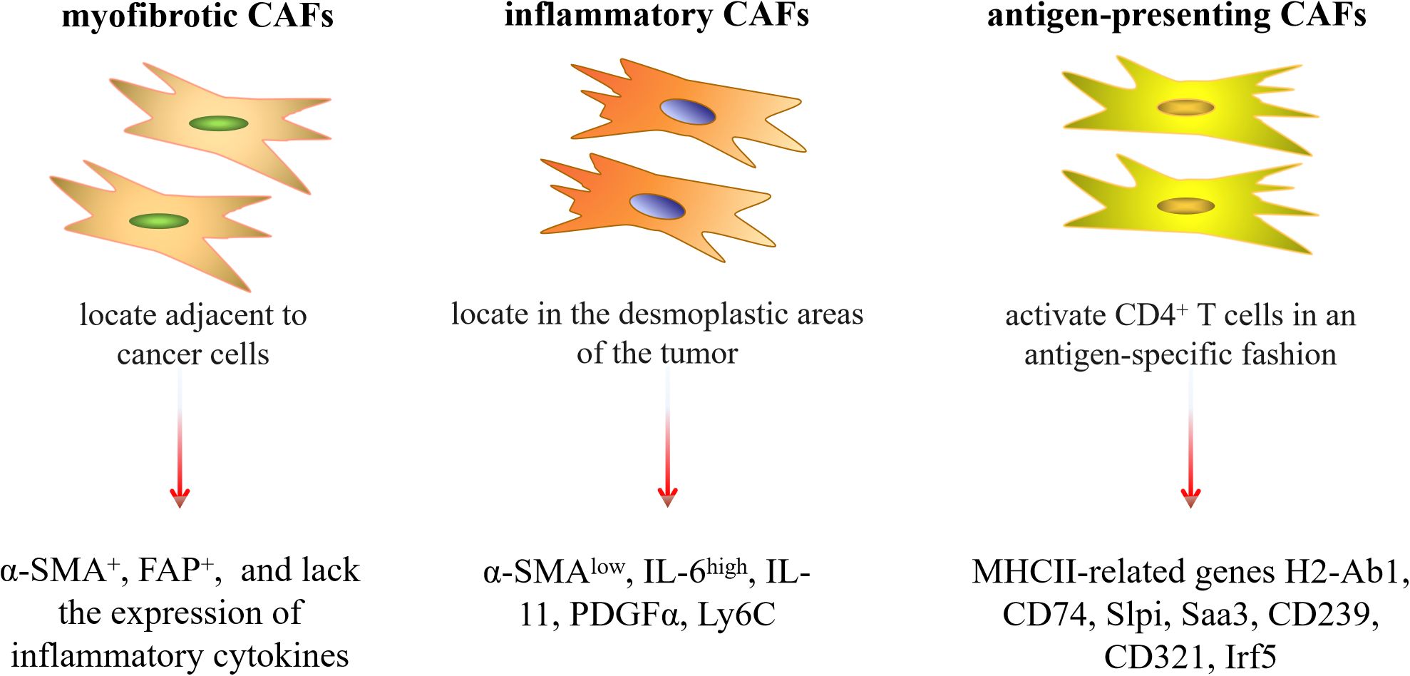 Diagram depicting three types of cancer-associated fibroblasts (CAFs): myofibrotic, inflammatory, and antigen-presenting. Myofibrotic CAFs are near cancer cells, marked by α-SMA and FAP, lacking inflammatory cytokines. Inflammatory CAFs are found in tumor desmoplastic areas, characterized by low α-SMA, high IL-6 and IL-11, PDGFa, and Ly6C. Antigen-presenting CAFs activate CD4+ T cells, associated with MHCII genes like H2-Ab1, CD74, Slpi, Saa3, CD239, CD321, and Irf5.