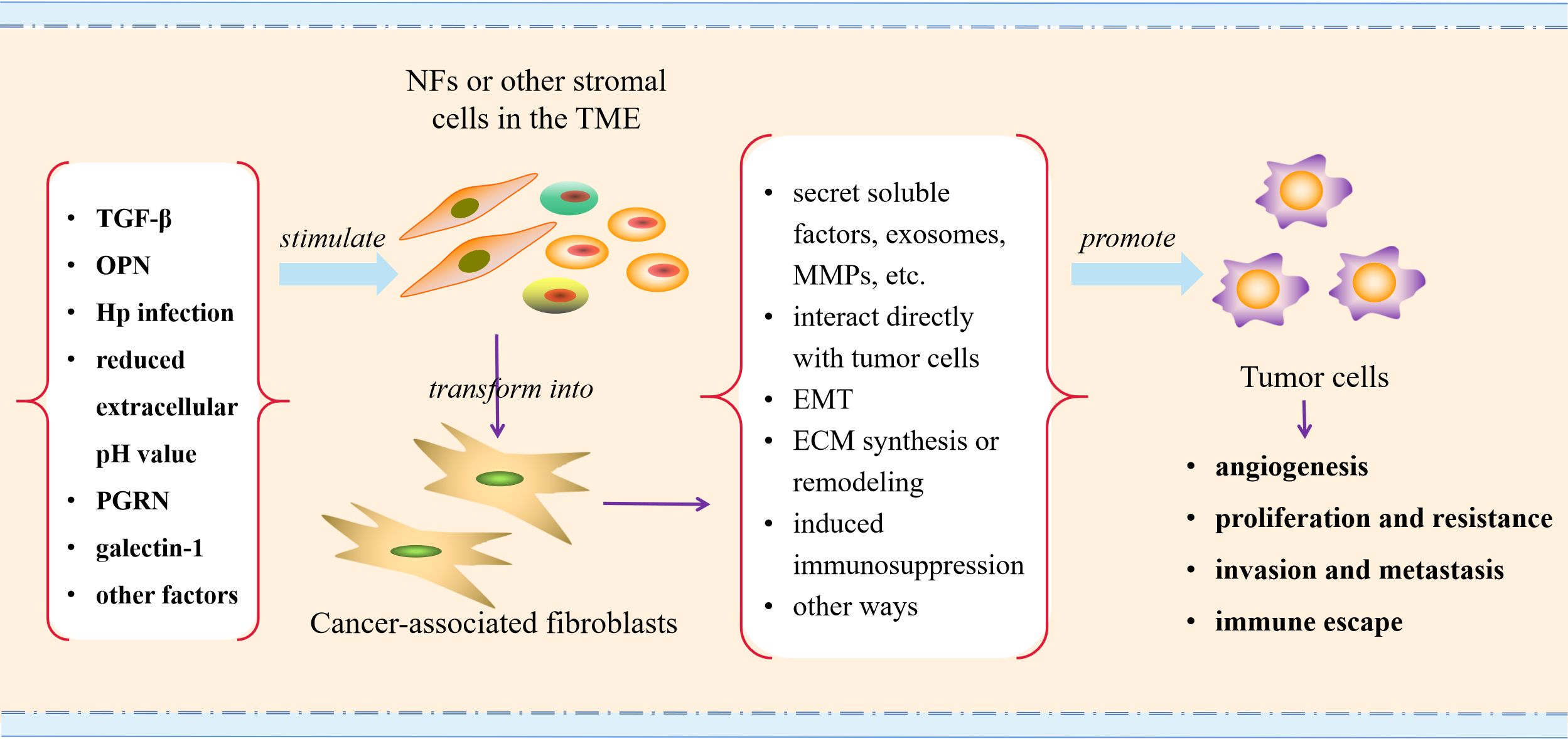 Diagram illustrating how normal fibroblasts (NFs) or other stromal cells in the tumor microenvironment (TME) transform into cancer-associated fibroblasts. Factors like TGF-β, OPN, and reduced extracellular pH stimulate this transformation. These fibroblasts then secrete soluble factors, interact with tumor cells, and modify the extracellular matrix, promoting angiogenesis, tumor proliferation, metastasis, and immune escape.