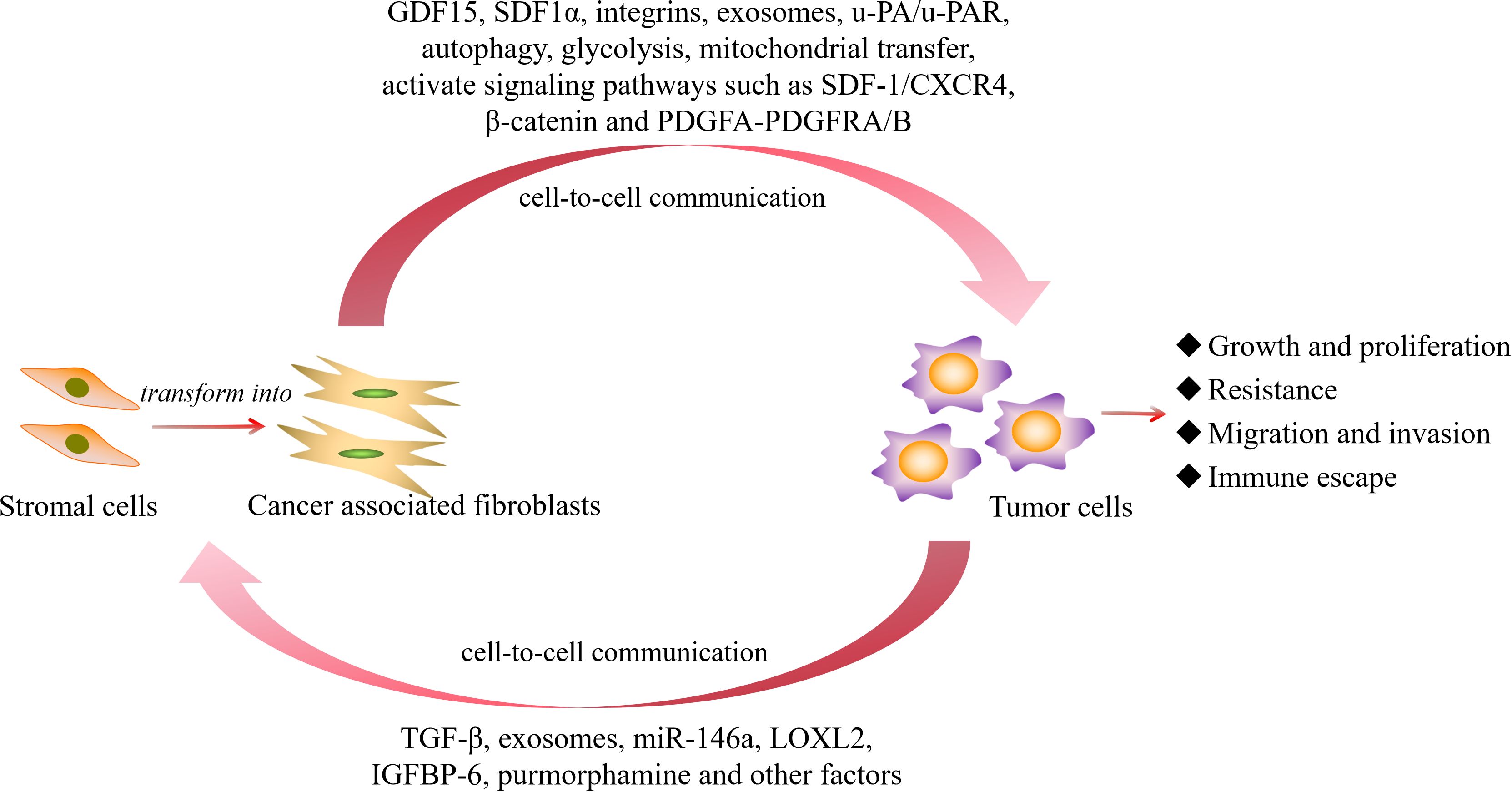 The figure illustrates the activation mechanism of CAFs in hematological malignancies and how they promote the growth, proliferation, migration, and invasion of hematological tumor cells through multiple pathways or manners after activation, as well as mediate drug resistance and immune escape.