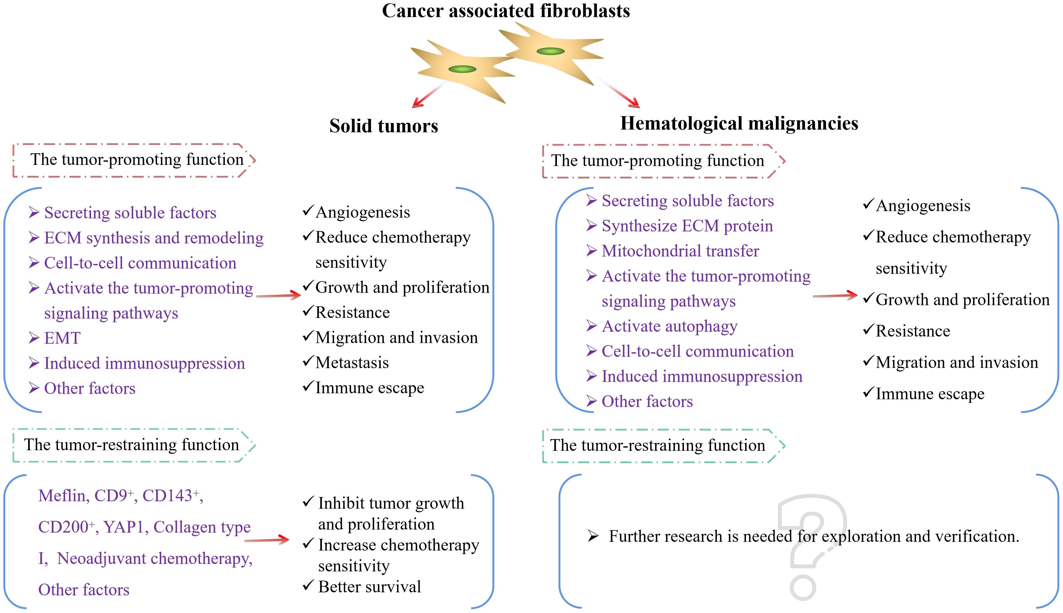 Cancer-associated fibroblasts in a diagram exhibit tumor-promoting functions for solid tumors and hematological malignancies, including soluble factors secretion and signaling activation leading to growth and resistance. Tumor-restraining functions include inhibiting growth and enhancing chemotherapy sensitivity. Further research is needed for validation.