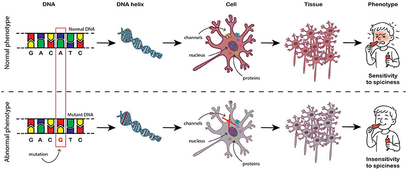 Diagram illustrating how a DNA mutation affects spiciness sensitivity. The top row shows the normal phenotype with DNA sequence GACATC, leading to a normal cell, tissue, and a phenotype sensitive to spiciness. The bottom row displays a mutated DNA sequence GACGTC, resulting in an abnormal phenotype with insensitivity to spiciness. Each step includes visuals of DNA, cells, tissues, and phenotype outcomes.