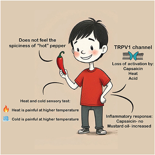 Illustration of a smiling boy holding a red pepper with labels explaining his insensitivity to its spice due to TRPV1 channel loss. Text includes: “Does not feel the spiciness of ‘hot’ pepper,” “Loss of activation by capsaicin, heat, acid,” “Heat and cold sensory test,” and “Inflammatory response: Capsaicin - no, Mustard oil - increased.”