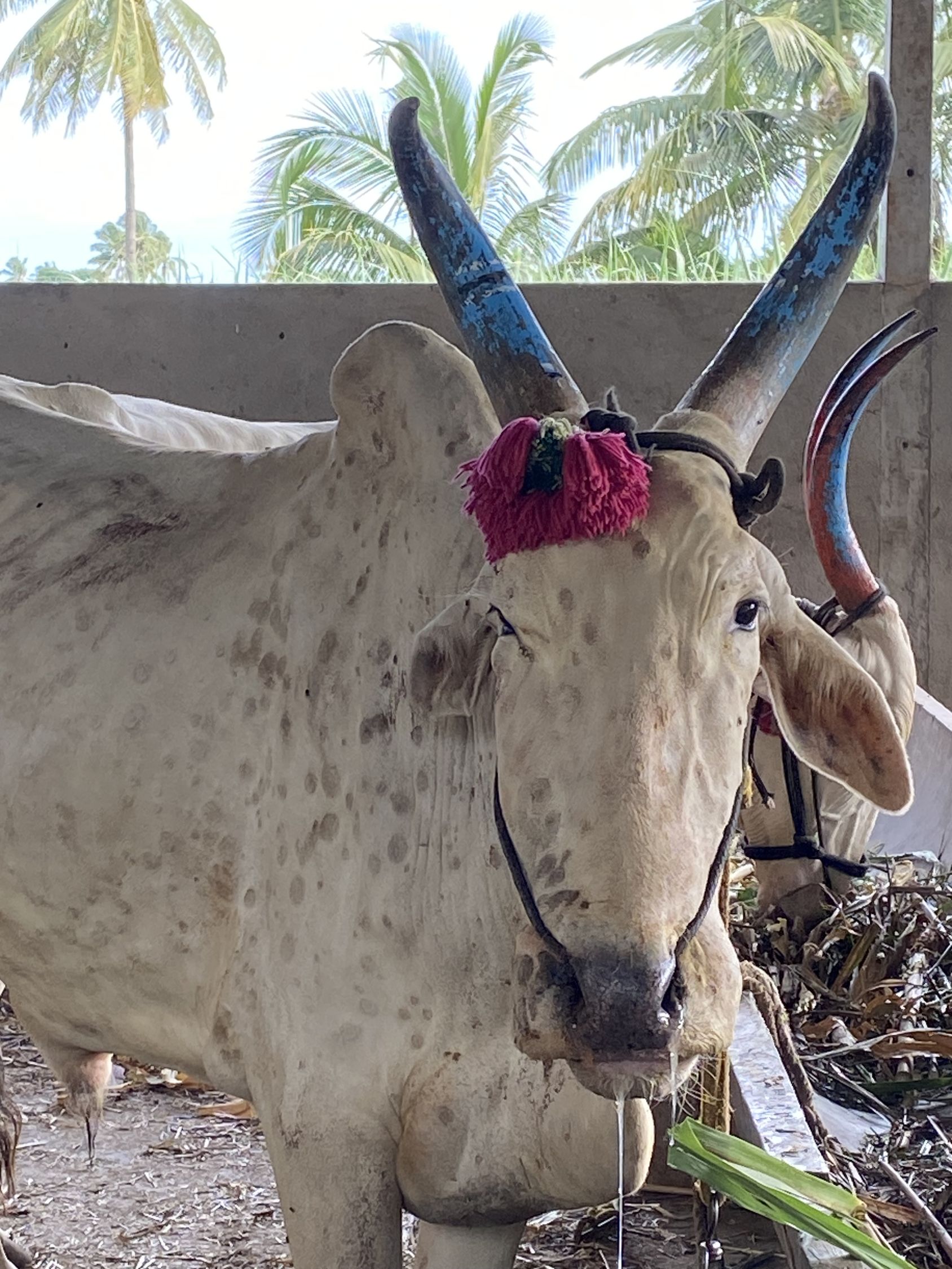 A cattle showing clinical symptoms of LSDV.The image shows cattle from LSD outbreak, showing multiple skin nodule and salivation which are typical symptoms of LSDV infection.