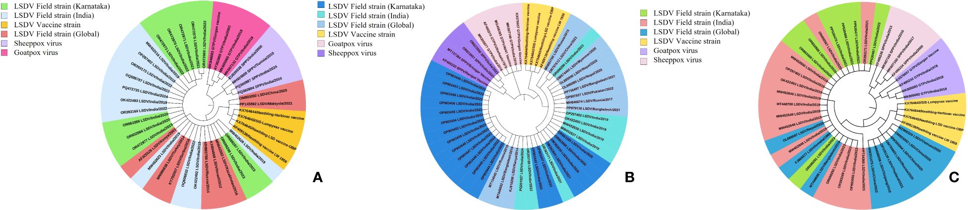 Three circular phylogenetic trees labeled A, B, and C showing different LSDV genes. Each segment represents a specific strain with varying colors such as pink, green, yellow, and blue. The tree illustrates differences and similarities in genetic sequences among the strains for three full length LSDV genes as P32, RPO30 and GPCR.