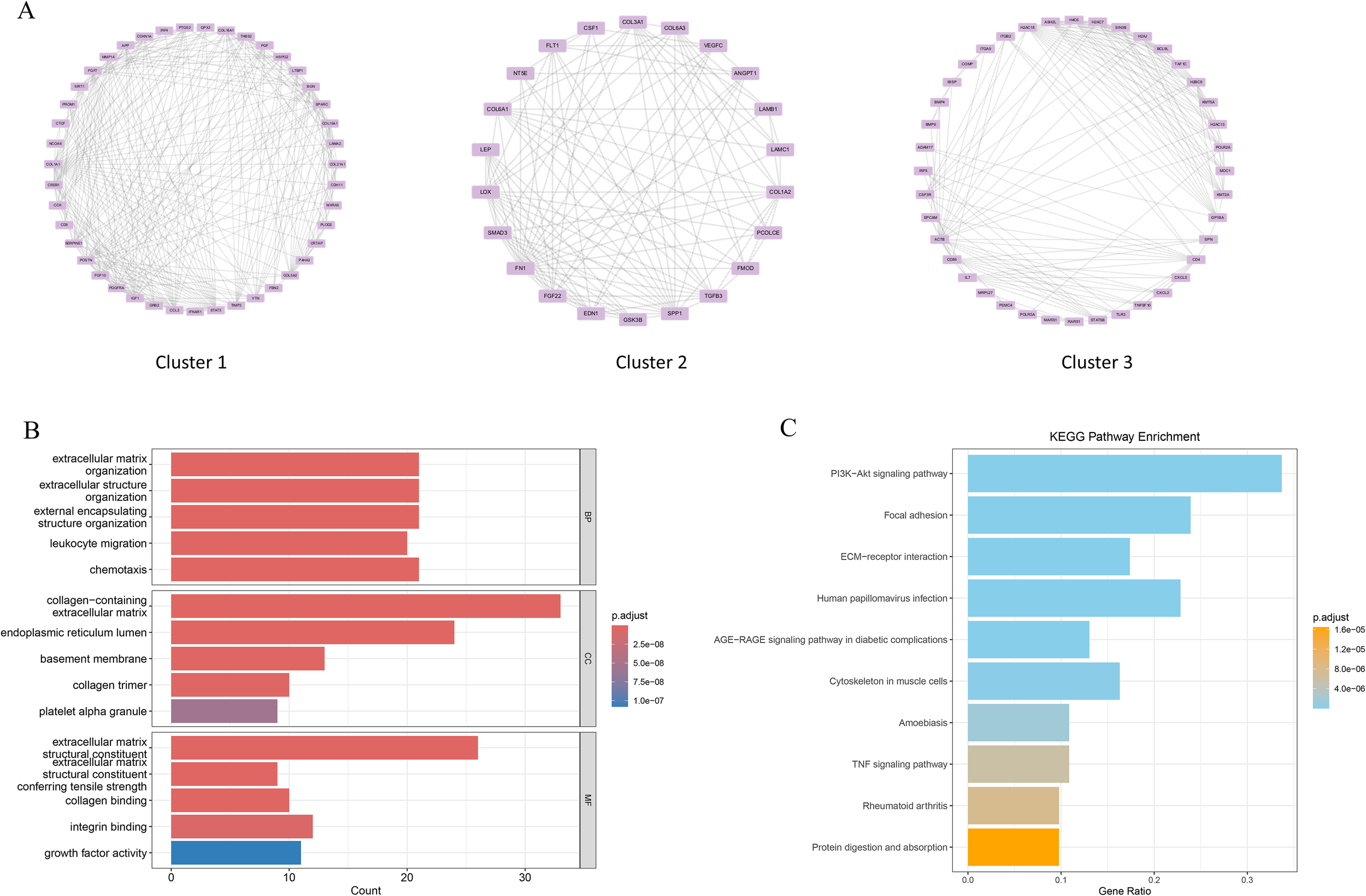 A composite image with three panels labeled A, B, and C. Panel A shows three cluster network diagrams labeled Cluster 1, Cluster 2, and Cluster 3, comprising interconnected nodes with labeled genes. Panel B displays bar charts of biological processes, cellular components, and molecular functions with counts and p-values, highlighting terms like extracellular matrix organization and growth factor activity. Panel C presents a KEGG pathway enrichment bar chart, showing gene ratios and adjusted p-values for pathways such as PI3K-Akt signaling and ECM-receptor interaction.