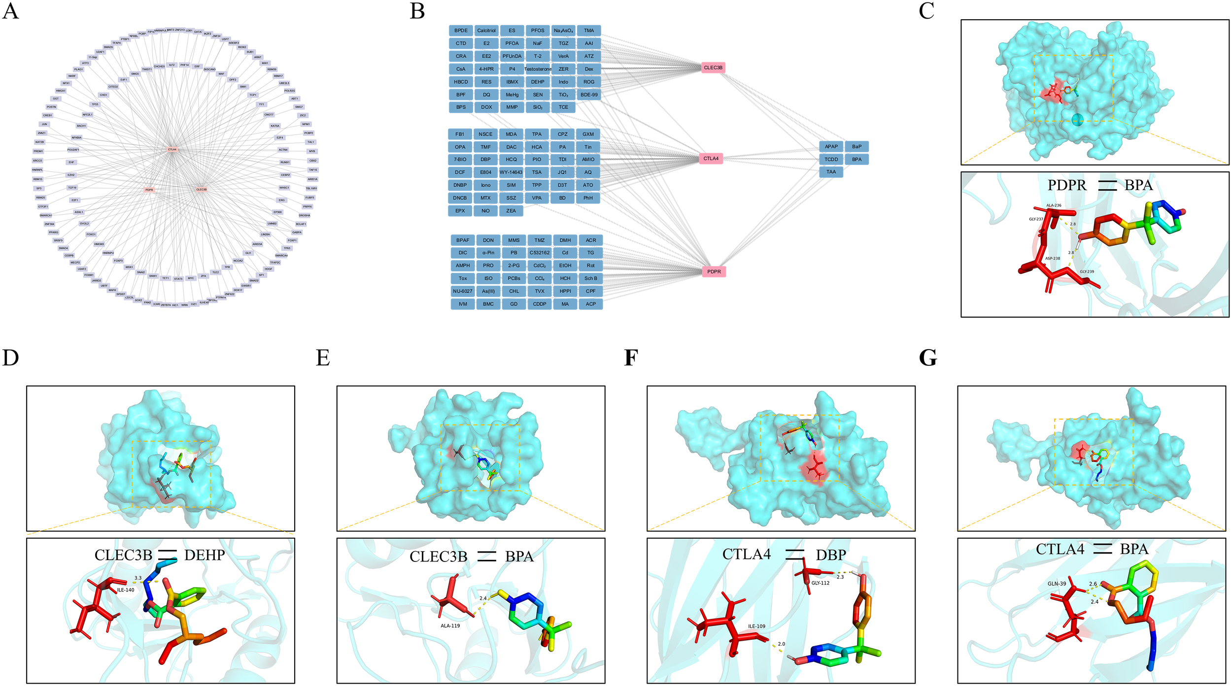Diagram of chemical interactions with biological proteins. Panel A shows a circular network of interactions. Panel B displays a detailed flowchart of interaction pathways. Panels C to G show protein-ligand binding sites and interactions: C showcases PDPR and BPA binding; D features CLEC3B and DEHP; E shows CLEC3B and BPA; F illustrates CTLA4 and DBP; G highlights CTLA4 and BPA. Each includes molecular structures and key amino acid interactions.
